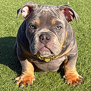 Koa joined the competition — help win amazing prizes! bulldog, puppy, dog, pet, grass, outdoor, collar, gold_chain, cute, animal, portrait, sitting, paw, brown, gray, wrinkles, ears, sunlight, shadow, closeup