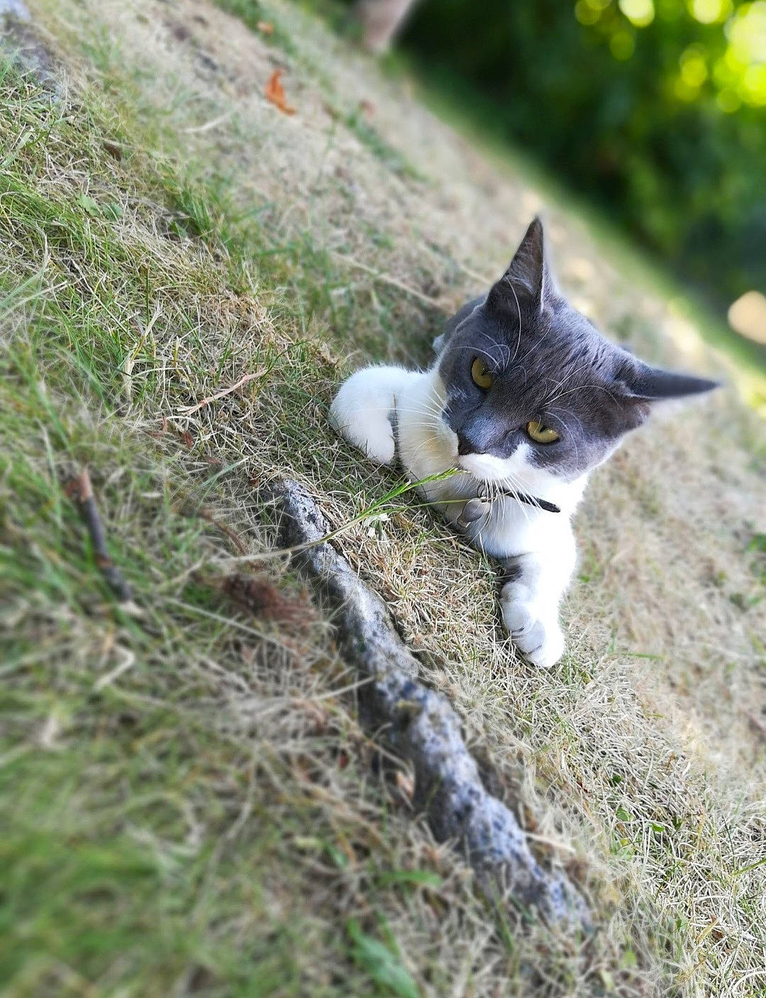 Naya a rejoint le concours — aidez-le/la à gagner de superbes lots ! carnivore, cat, domestic_short_haired_cat, eye, felidae, fur, grass, grass_family, grey, groundcover, plant, small_to_medium_sized_cats, snout, soil, tail, terrestrial_animal, tree, whiskers, wildlife, wood