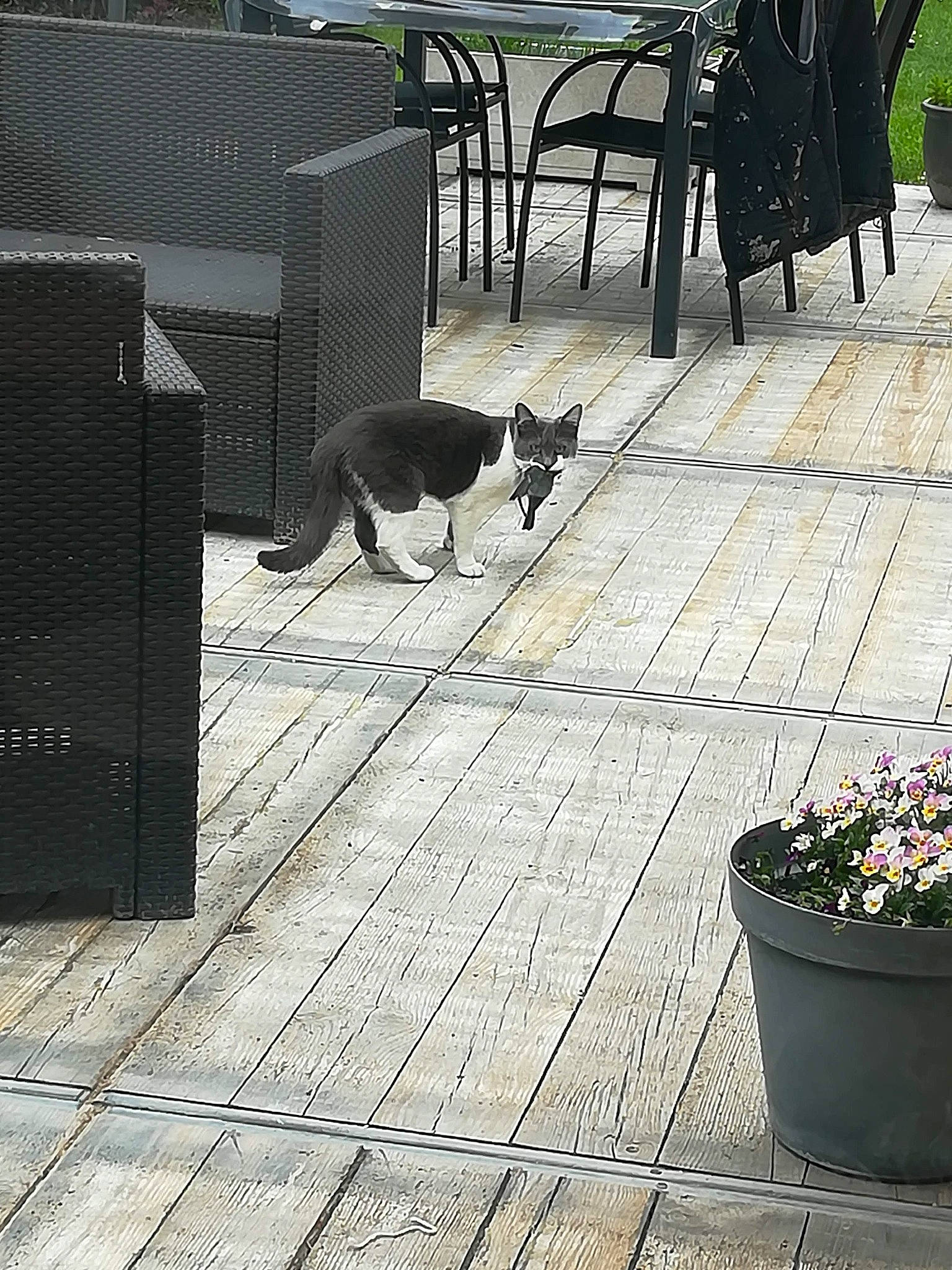 Naya a rejoint le concours — aidez-le/la à gagner de superbes lots ! black, carnivore, cat, felidae, floor, flooring, flower, flowerpot, grass, grey, houseplant, line, mammal, plant, road_surface, small_to_medium_sized_cats, tints_and_shades, vertebrate, white, wood