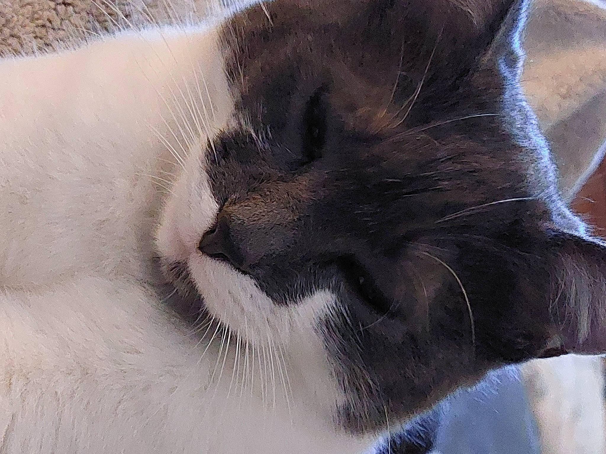 Naya participe au concours pour gagner de l'argent avec cette photo : balinese, carnivore, cat, comfort, domestic_short_haired_cat, eye, felidae, fur, grey, head, human_body, jaw, leg, paw, small_to_medium_sized_cats, snout, tail, terrestrial_animal, whiskers, window