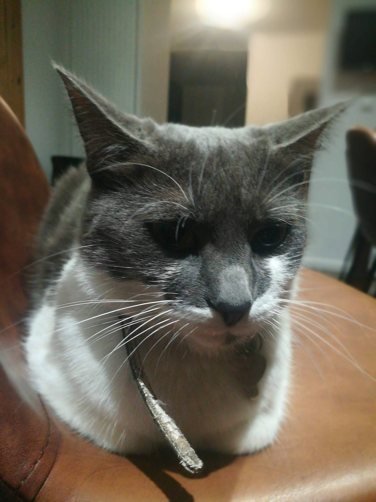 Naya a rejoint le concours — aidez-le/la à gagner de superbes lots ! box, carnivore, cat, comfort, domestic_short_haired_cat, ear, eye, felidae, fur, grey, hair, head, monochrome_photography, paw, sitting, small_to_medium_sized_cats, snout, terrestrial_animal, whiskers, window