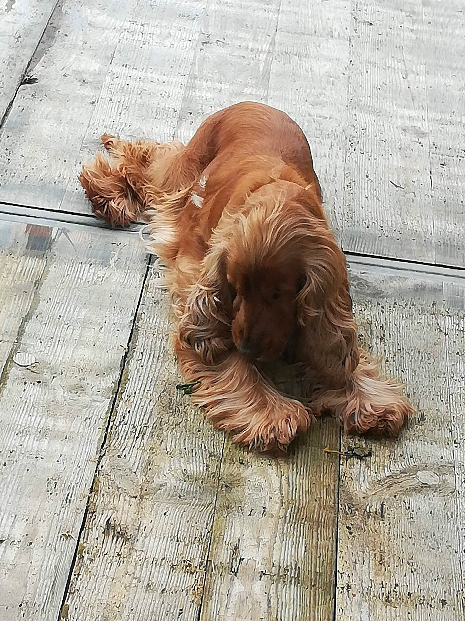 Jade a rejoint le concours — aidez-le/la à gagner de superbes lots ! carnivore, companion_dog, dog, dog_breed, fawn, felidae, floor, flooring, fur, liver, mammal, road_surface, sidewalk, snout, sporting_group, terrestrial_animal, vertebrate, wood, working_animal, wrinkle