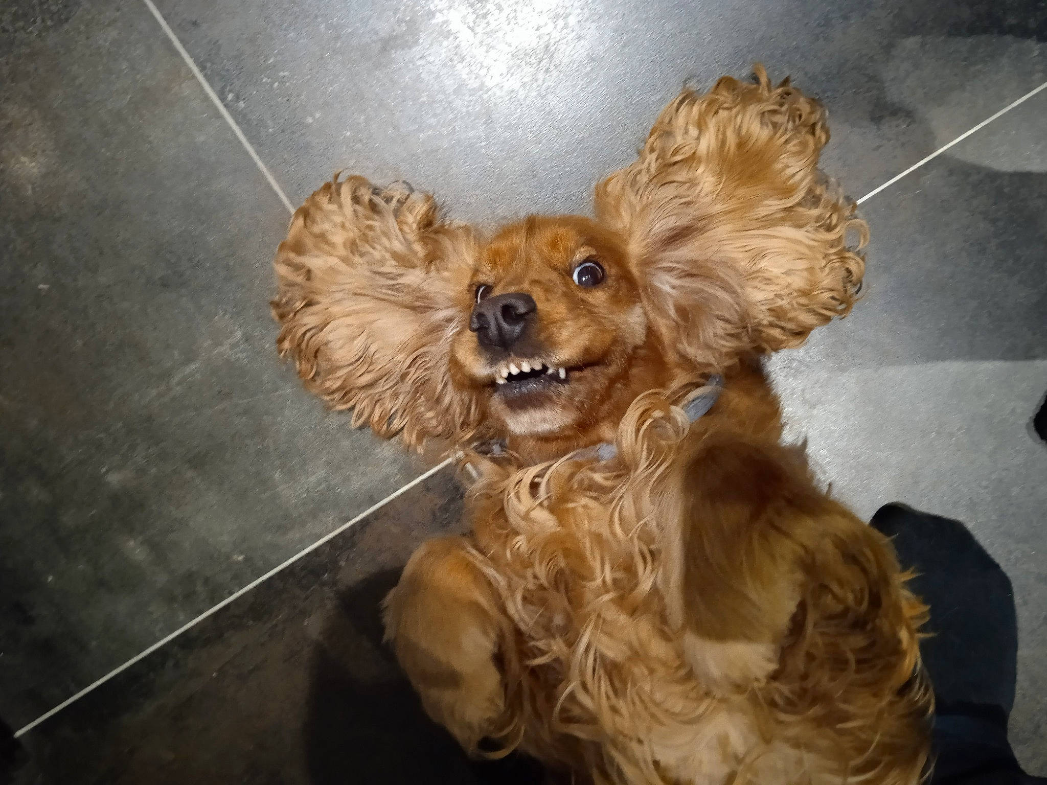 Jade a rejoint le concours — aidez-le/la à gagner de superbes lots ! canidae, carnivore, companion_dog, dog, dog_breed, fashion_accessory, fawn, fur, liver, metal, paw, pet_supply, snout, sporting_group, toy, toy_dog, whiskers, wing, wood, working_animal