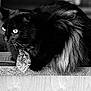 cat, black_cat, fluffy, tie, patterned_tie, bat_pattern, moon_pattern, pet, animal, feline, whiskers, fur, eyes, indoor, countertop, resting, looking_away, close-up, portrait, black_and_white