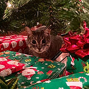 Bruce joined the competition — help win amazing prizes! animal, cat, celebration, christmas_tree, closeup, cozy, curious, cute, decorations, eyes, festive, floor, gift_wrap, green_bow, holiday, indoor, pet, pine_needles, presents, red_bow