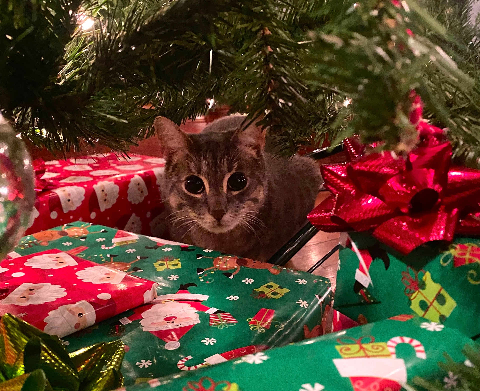 Bruce