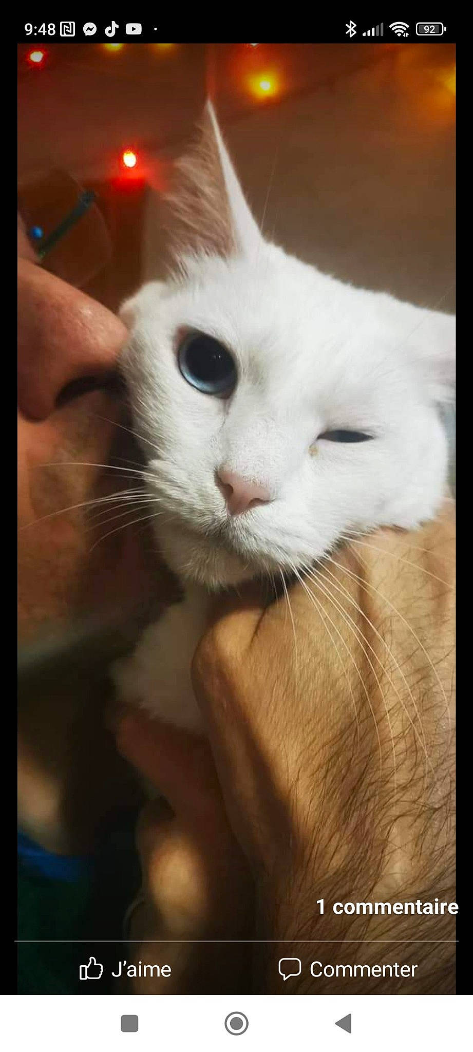 Mirajane a rejoint le concours — aidez-le/la à gagner de superbes lots ! carnivore, cat, claw, comfort, domestic_short_haired_cat, ear, eye, eyelash, felidae, fur, gesture, head, no_expression, paw, small_to_medium_sized_cats, snout, whiskers