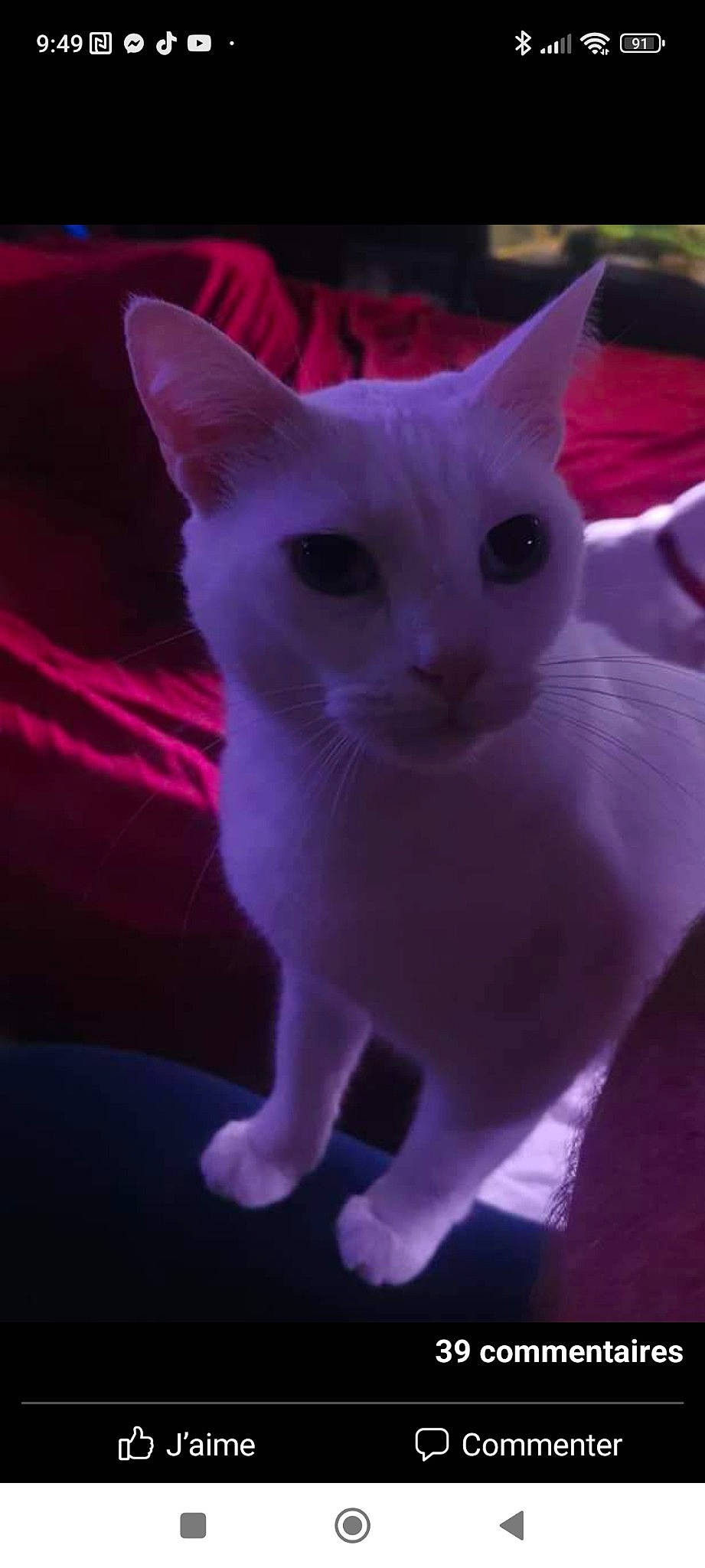 Mirajane a rejoint le concours — aidez-le/la à gagner de superbes lots ! carnivore, cat, domestic_short_haired_cat, electric_blue, felidae, fur, iris, magenta, paw, pink, purple, small_to_medium_sized_cats, snout, tail, whiskers