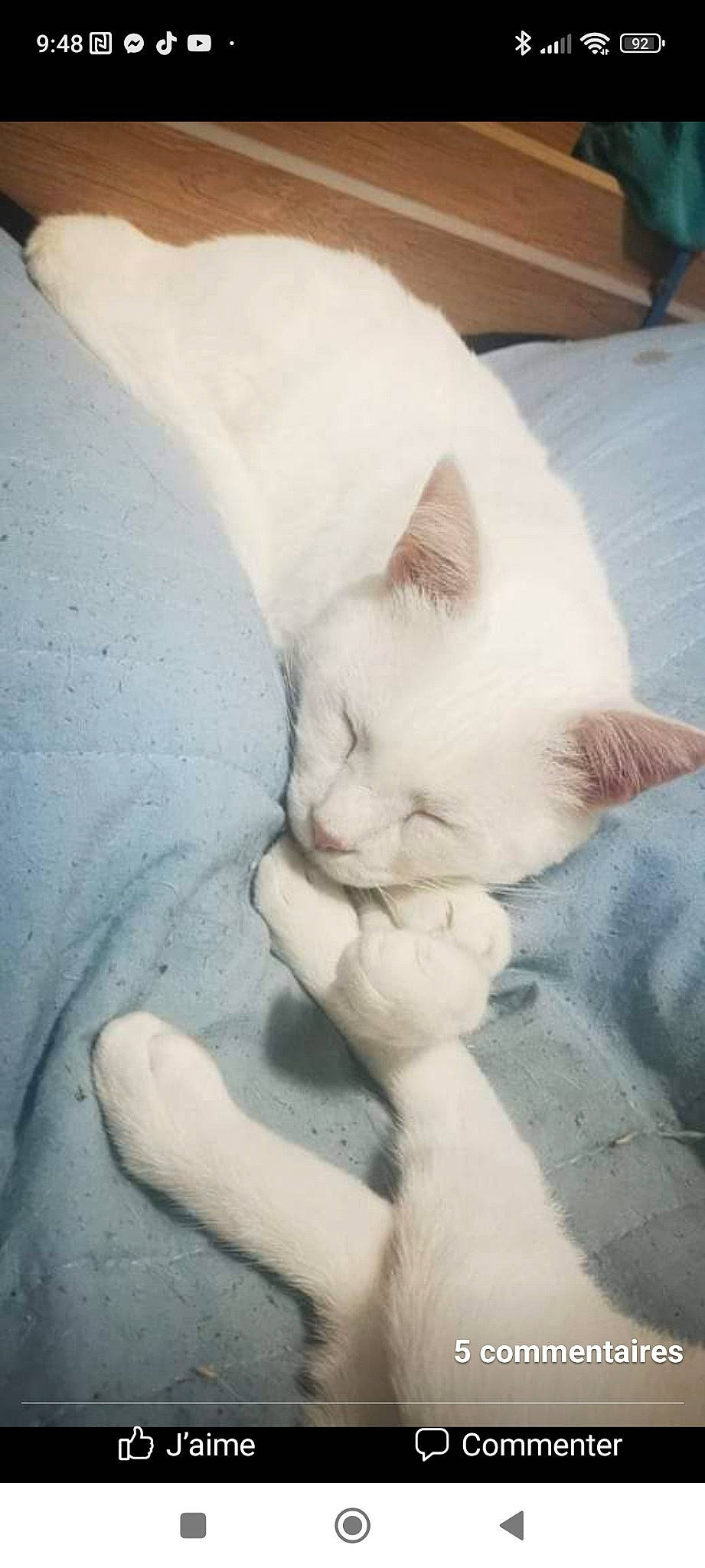 Mirajane a rejoint le concours — aidez-le/la à gagner de superbes lots ! art, carnivore, cat, claw, cloud, comfort, domestic_short_haired_cat, fawn, felidae, fur, gesture, jaw, nap, paw, sky, sleep, small_to_medium_sized_cats, snout, tail, whiskers