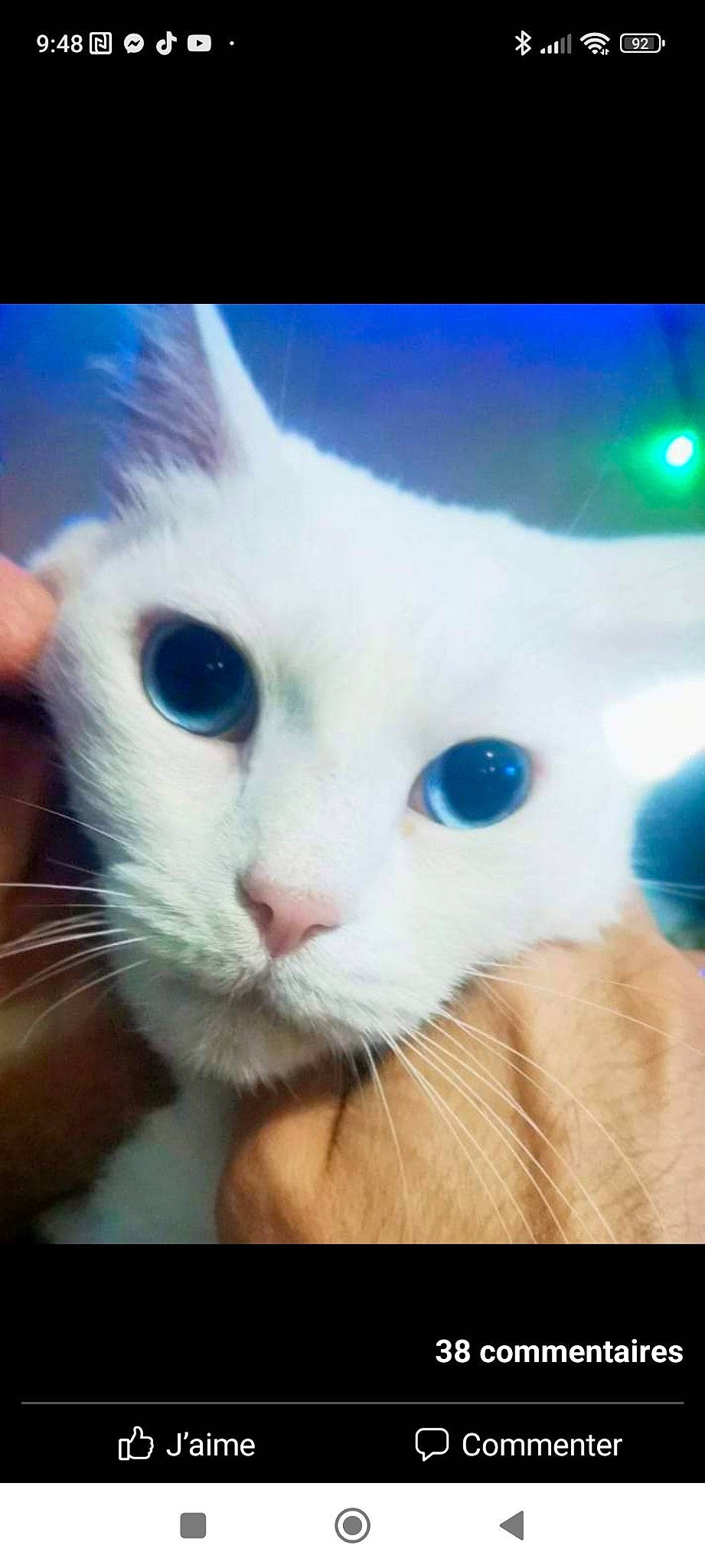 Mirajane participe au concours pour gagner de l'argent avec cette photo : carnivore, cat, comfort, domestic_short_haired_cat, ear, electric_blue, eye, eyelash, felidae, fur, happy, head, nose, paw, photo_caption, photography, selfie, small_to_medium_sized_cats, snout, whiskers