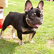 General Iroh is registered to the contest to win money with this photo: animal, boy, bulldog, canine, child, clothing, dog, footwear, frenchbulldog, grass, lawn, male, person, pet, pitbull, plant, puppy, shoe, shorts, sneaker