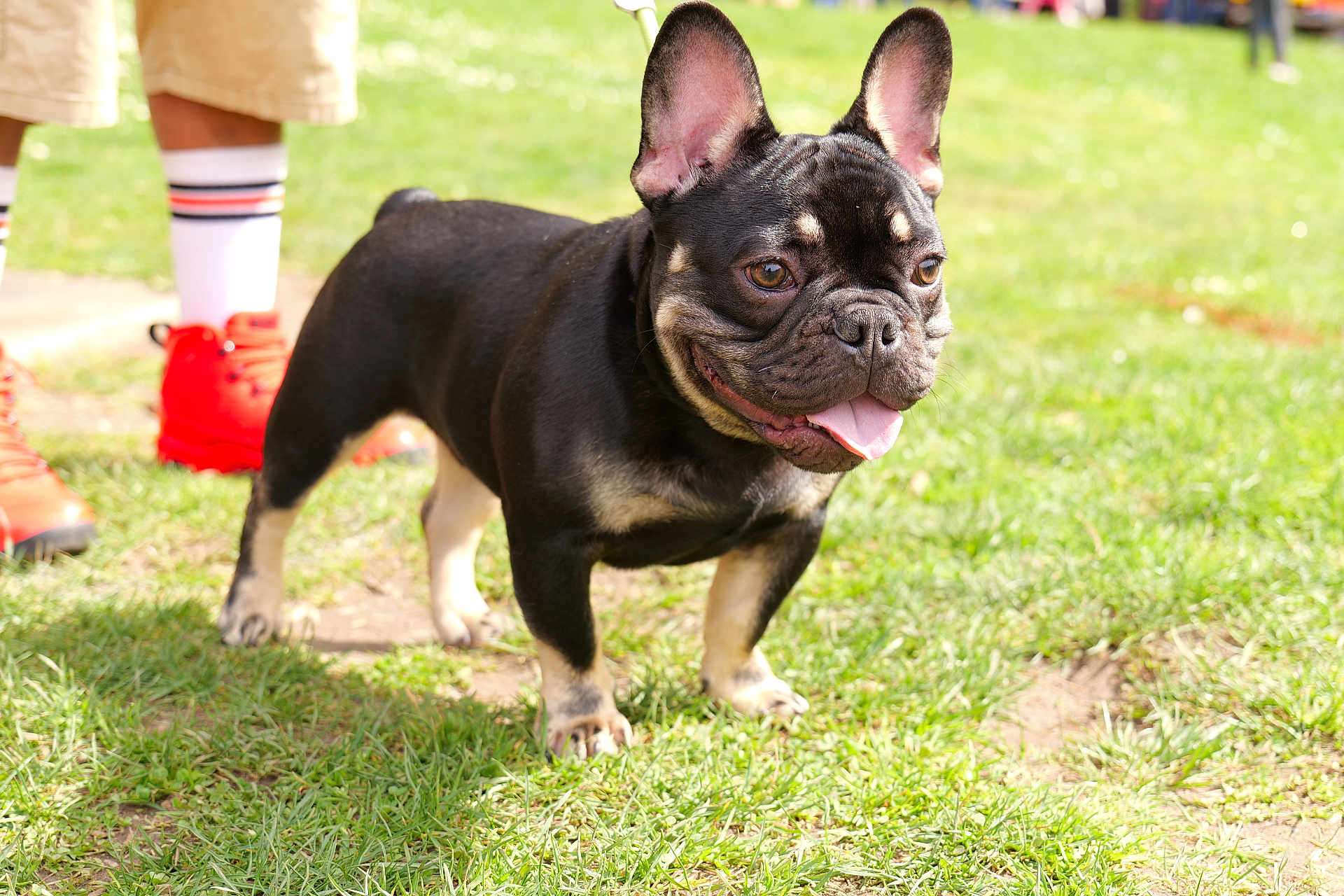 General Iroh is registered to the contest to win money with this photo: animal, boy, bulldog, canine, child, clothing, dog, footwear, frenchbulldog, grass, lawn, male, person, pet, pitbull, plant, puppy, shoe, shorts, sneaker