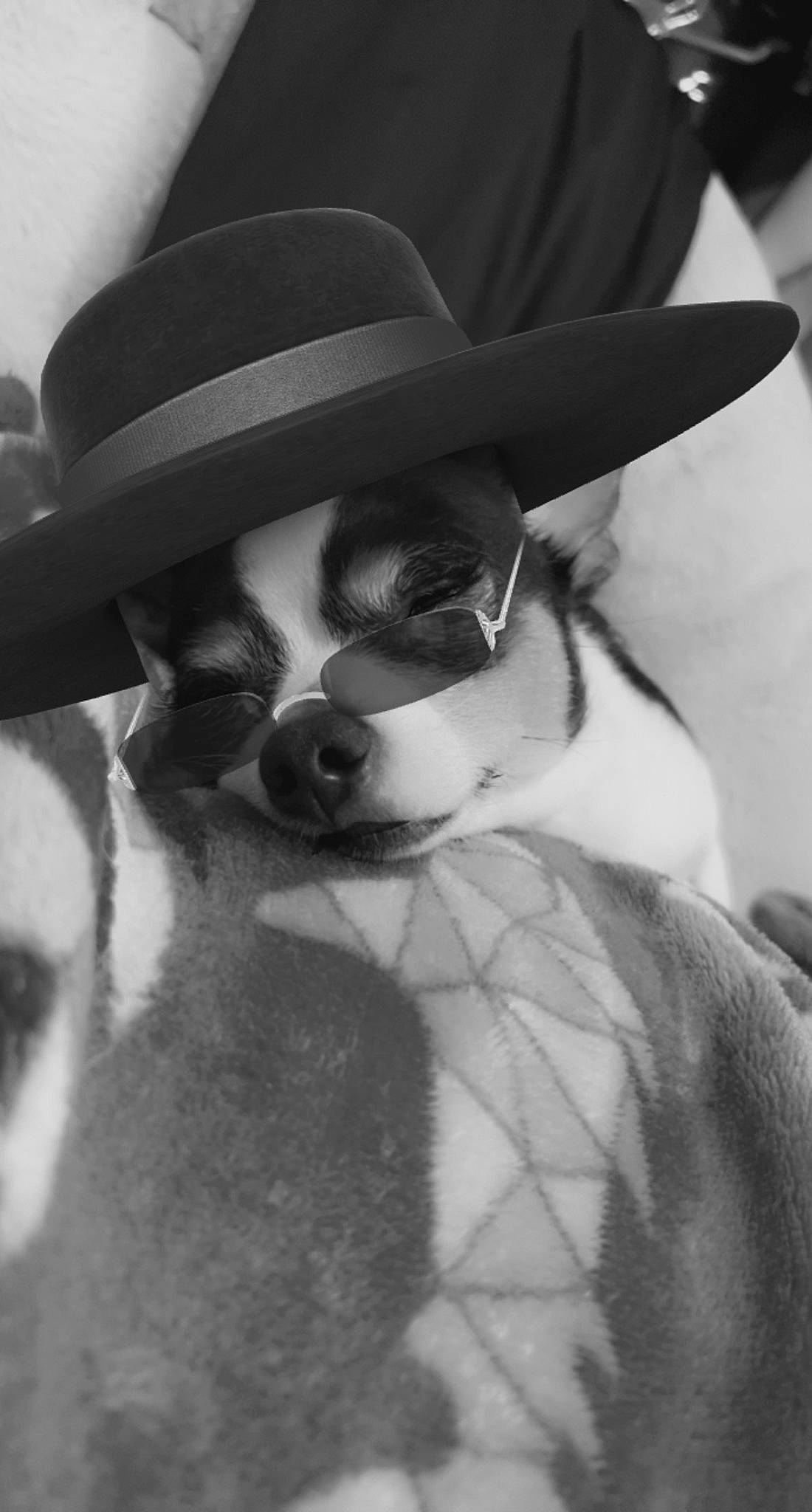 Sammy Lee Gainer joined the competition — help win amazing prizes! beard, black_and_white, cool, costume_hat, cowboy_hat, eyewear, face, fedora, glasses, goggles, hair, hat, head, headgear, human_body, style, sun_hat, sunglasses, vision_care, working_animal