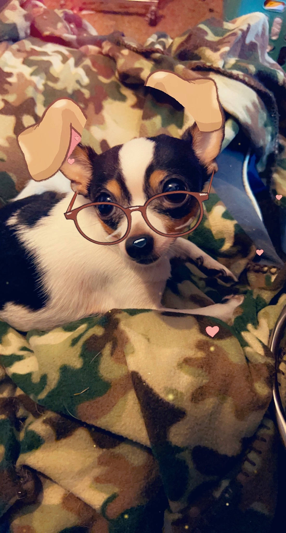 Sammy Lee Gainer joined the competition — help win amazing prizes! canidae, carnivore, cat, companion_dog, dog_breed, eyewear, fawn, felidae, fur, glasses, non_sporting_group, pattern, personal_protective_equipment, small_to_medium_sized_cats, sporting_group, sunglasses, vision_care, visual_arts, whiskers, working_animal