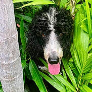 Rafael is registered to the contest to win money with this photo: dog, curly_hair, black_and_white, tongue_out, green_leaves, plants, tropical, nature, outdoor, tree_trunk, pet, animal, fur, snout, eyes, close_up, playful, adventure, jungle, canine