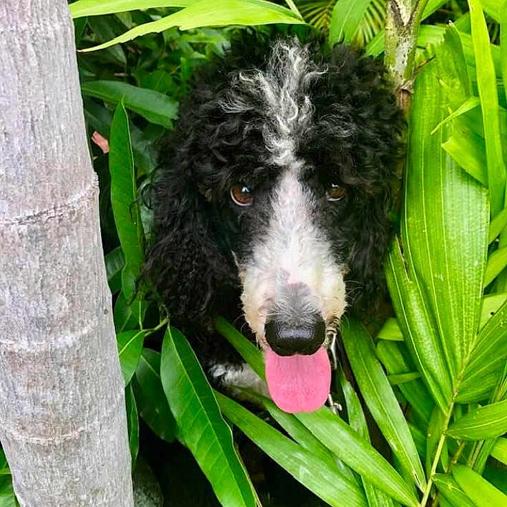 Rafael