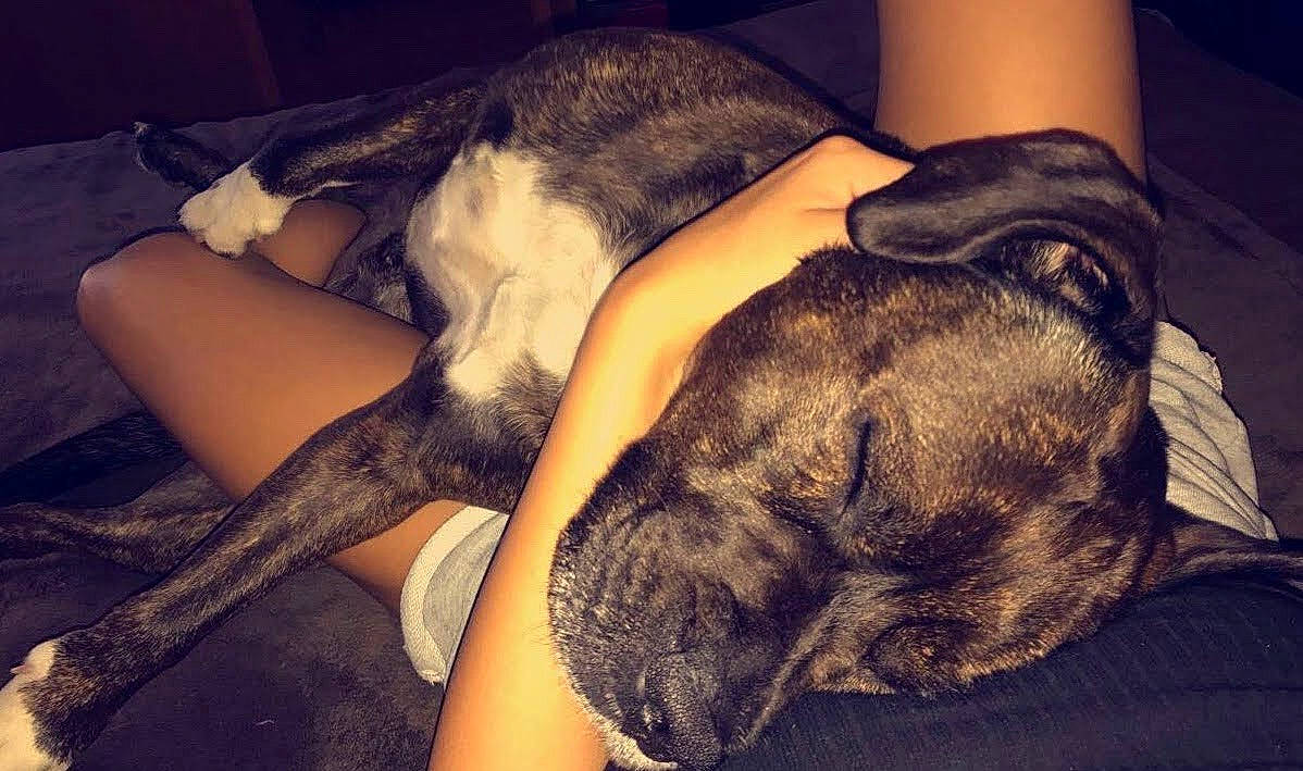 Aïko a rejoint le concours — aidez-le/la à gagner de superbes lots ! bullmastiff, canidae, carnivore, companion_dog, dog, dog_breed, ear, fawn, human, interaction, leg, love, nap, non_sporting_group, puppy_love, sleep, snout