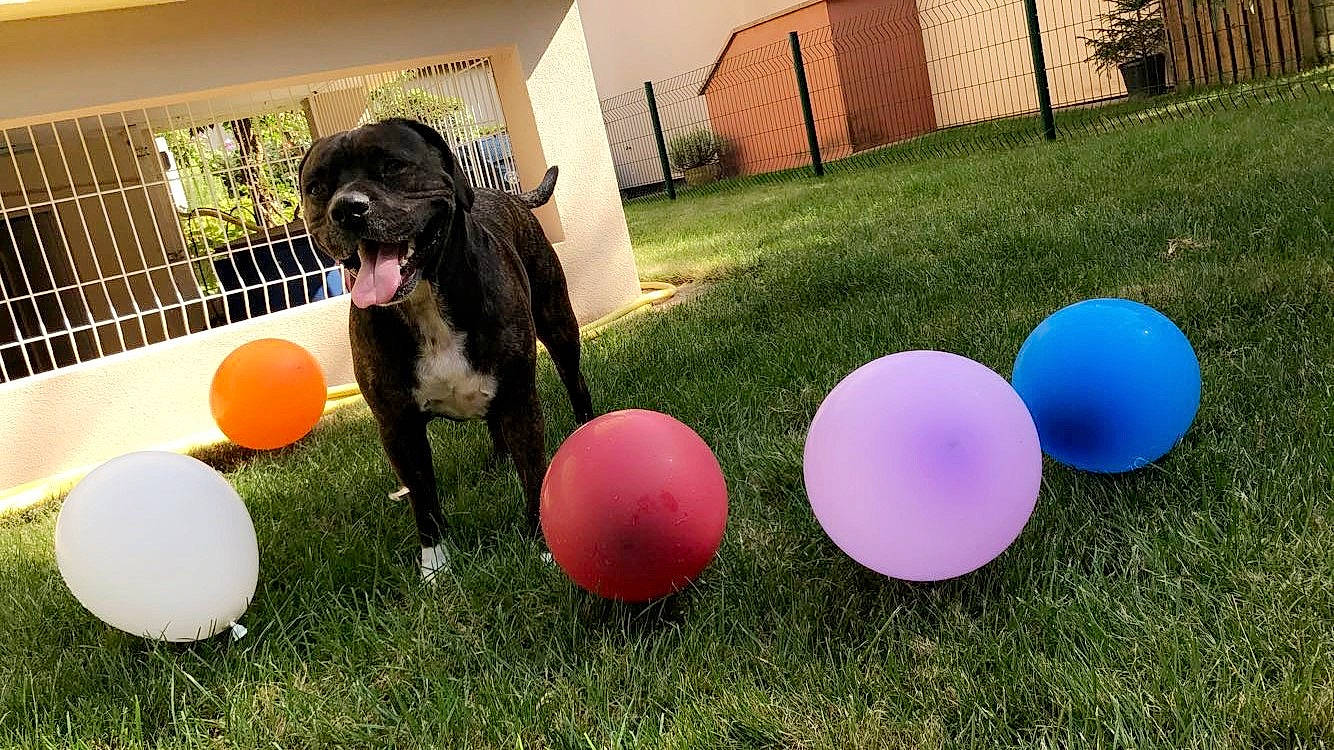 Aïko participe au concours pour gagner de l'argent avec cette photo : animal_sports, ball, balloon, canidae, carnivore, dog, dog_breed, dog_sports, grass, guard_dog, party_supply, play, sporting_group, treibball
