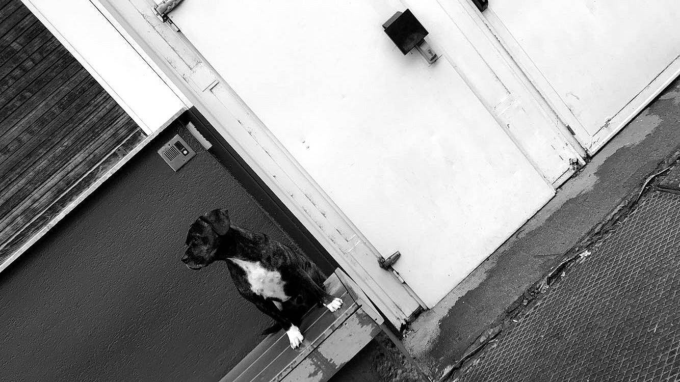 Aïko a rejoint le concours — aidez-le/la à gagner de superbes lots ! architecture, black, black_and_white, canidae, cat, house, monochrome, monochrome_photography, non_sporting_group, photograph, photography, small_to_medium_sized_cats, snapshot, snout, sporting_group, stock_photography, street, style, white, window