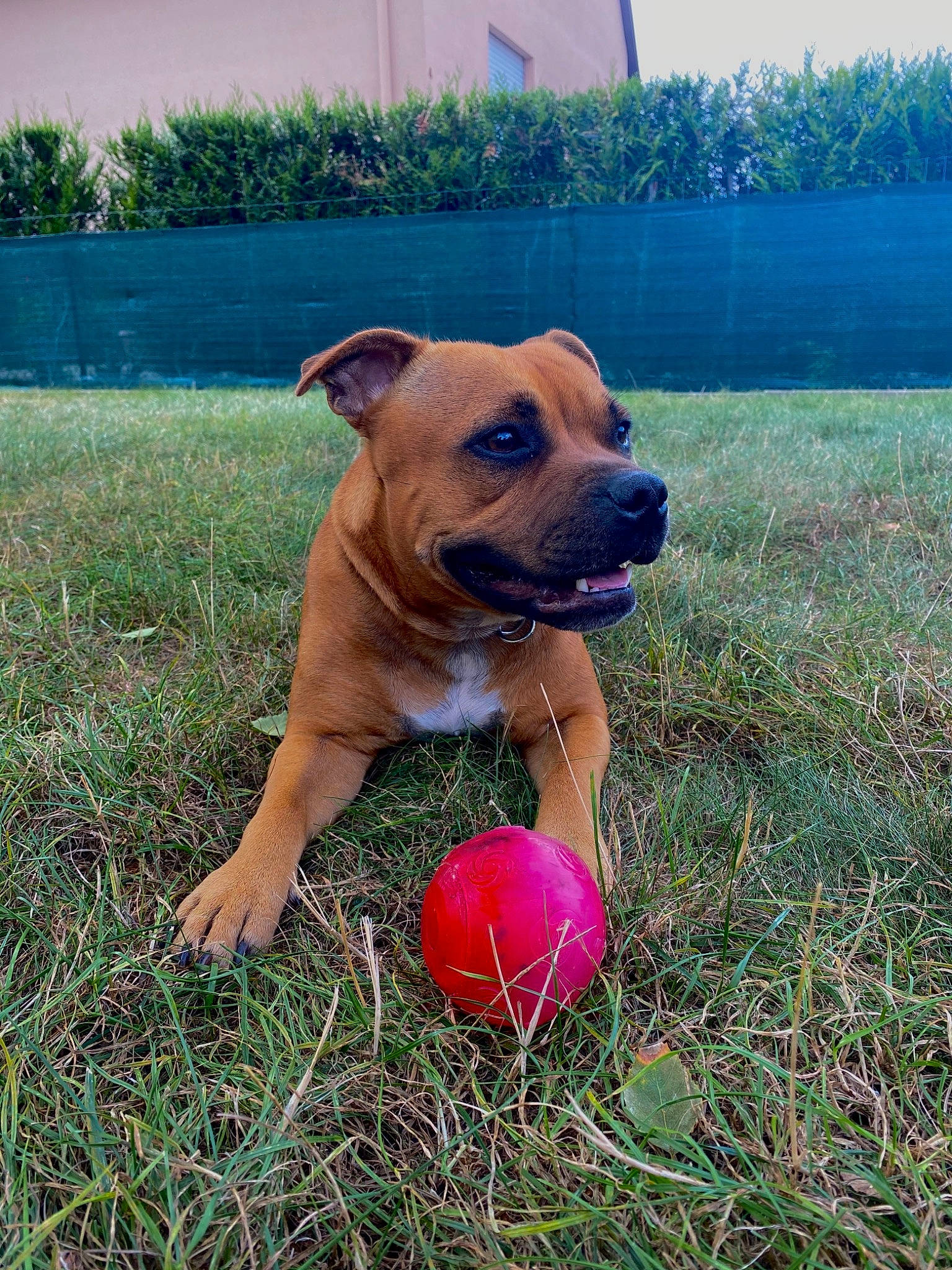 Oktavia participe au concours pour gagner de l'argent avec cette photo : american_staffordshire_terrier, ball, canidae, carnivore, dog, dog_breed, fawn, grass, mammal, non_sporting_group, perro_de_presa_mallorquin, rare_breed_dog, snout, staffordshire_bull_terrier, vertebrate