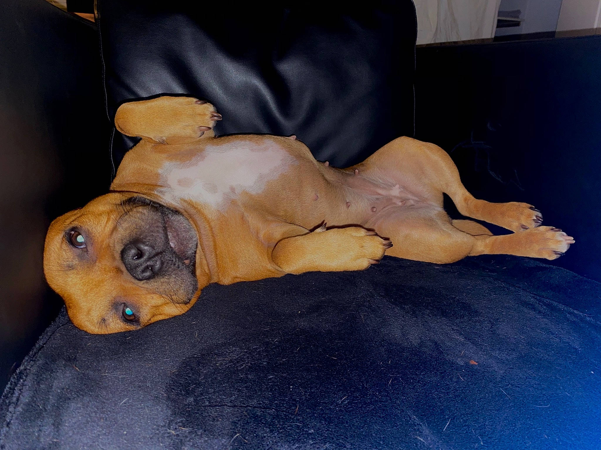 Oktavia participe au concours pour gagner de l'argent avec cette photo : black_mouth_cur, boerboel, bullmastiff, canidae, carnivore, companion_dog, dog, dog_breed, fawn, guard_dog, paw, rhodesian_ridgeback, sporting_group