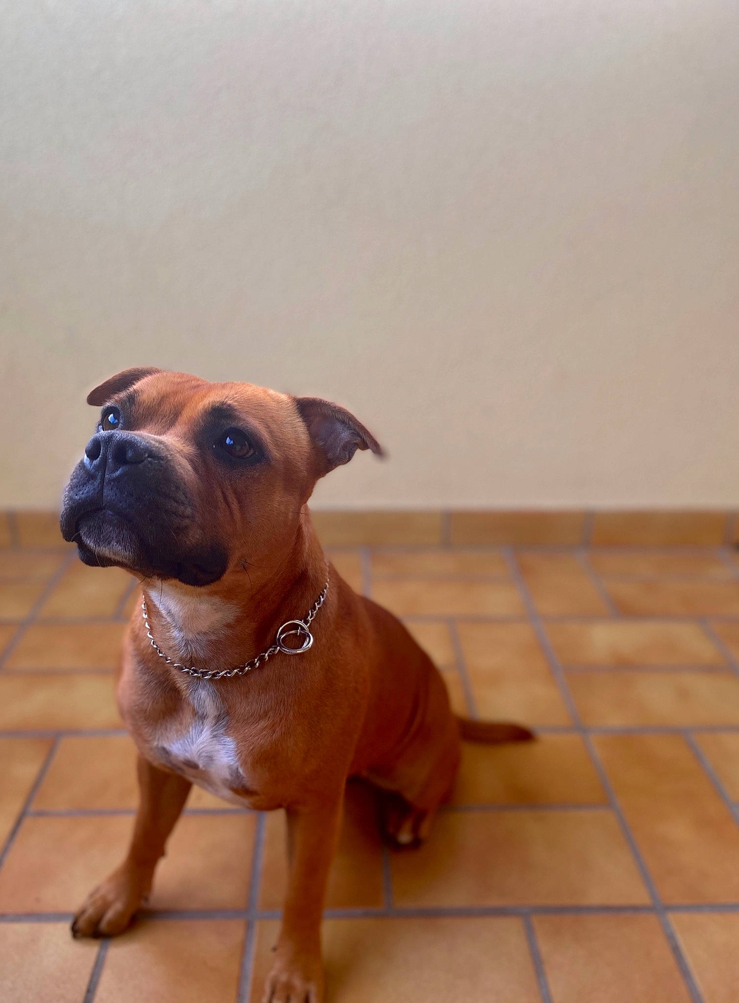 Oktavia a rejoint le concours — aidez-le/la à gagner de superbes lots ! boerboel, boxer, bullmastiff, canidae, carnivore, companion_dog, dog, dog_breed, fawn, mammal, molosser, non_sporting_group, rare_breed_dog, snout, staffordshire_bull_terrier, vertebrate