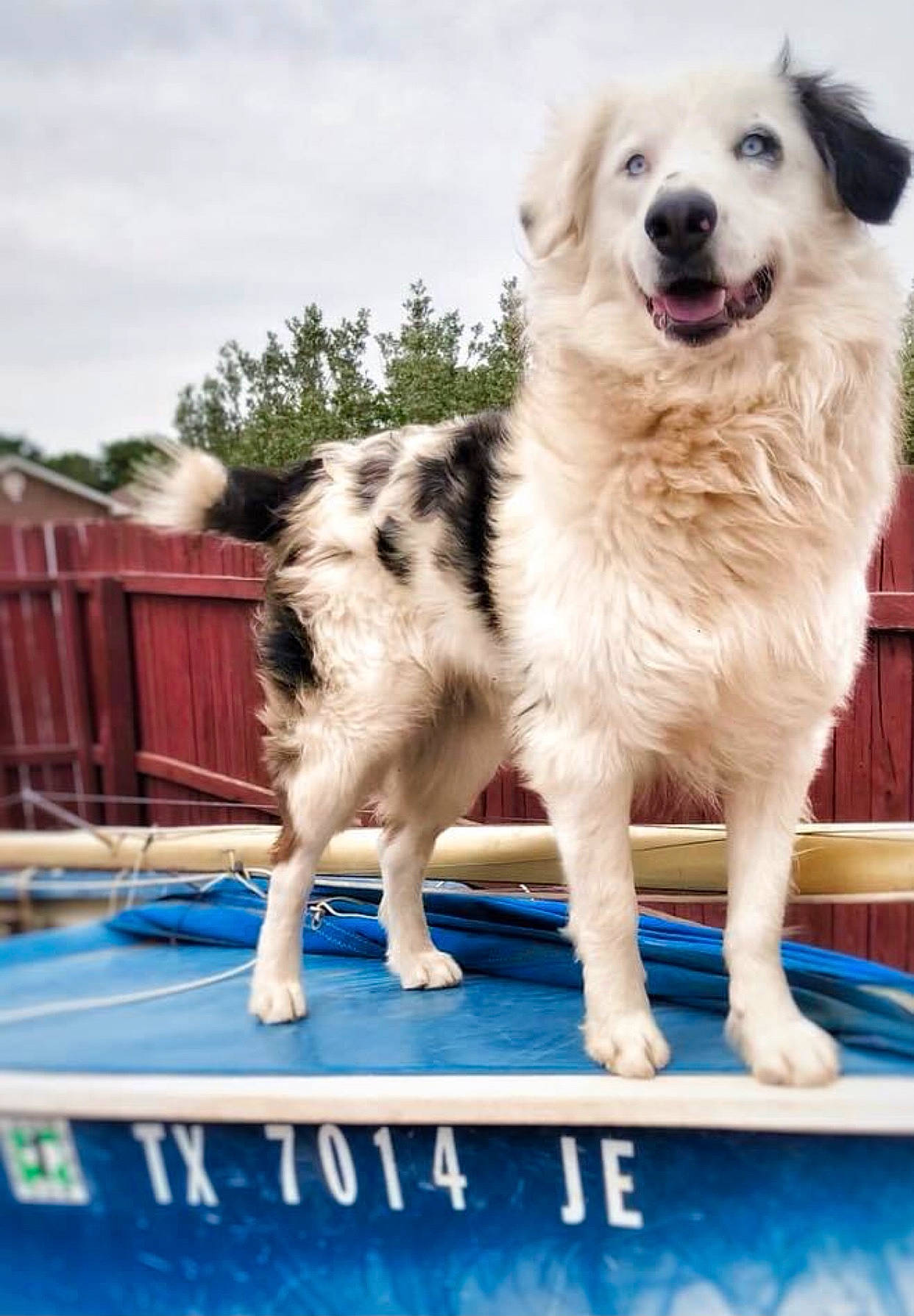 Beaux is registered to the contest to win money with this photo: ancient_dog_breeds, canidae, carnivore, cloud, companion_dog, dog, dog_breed, electric_blue, leisure, pet_supply, plant, polish_tatra_sheepdog, recreation, sky, snout, sporting_group, working_dog