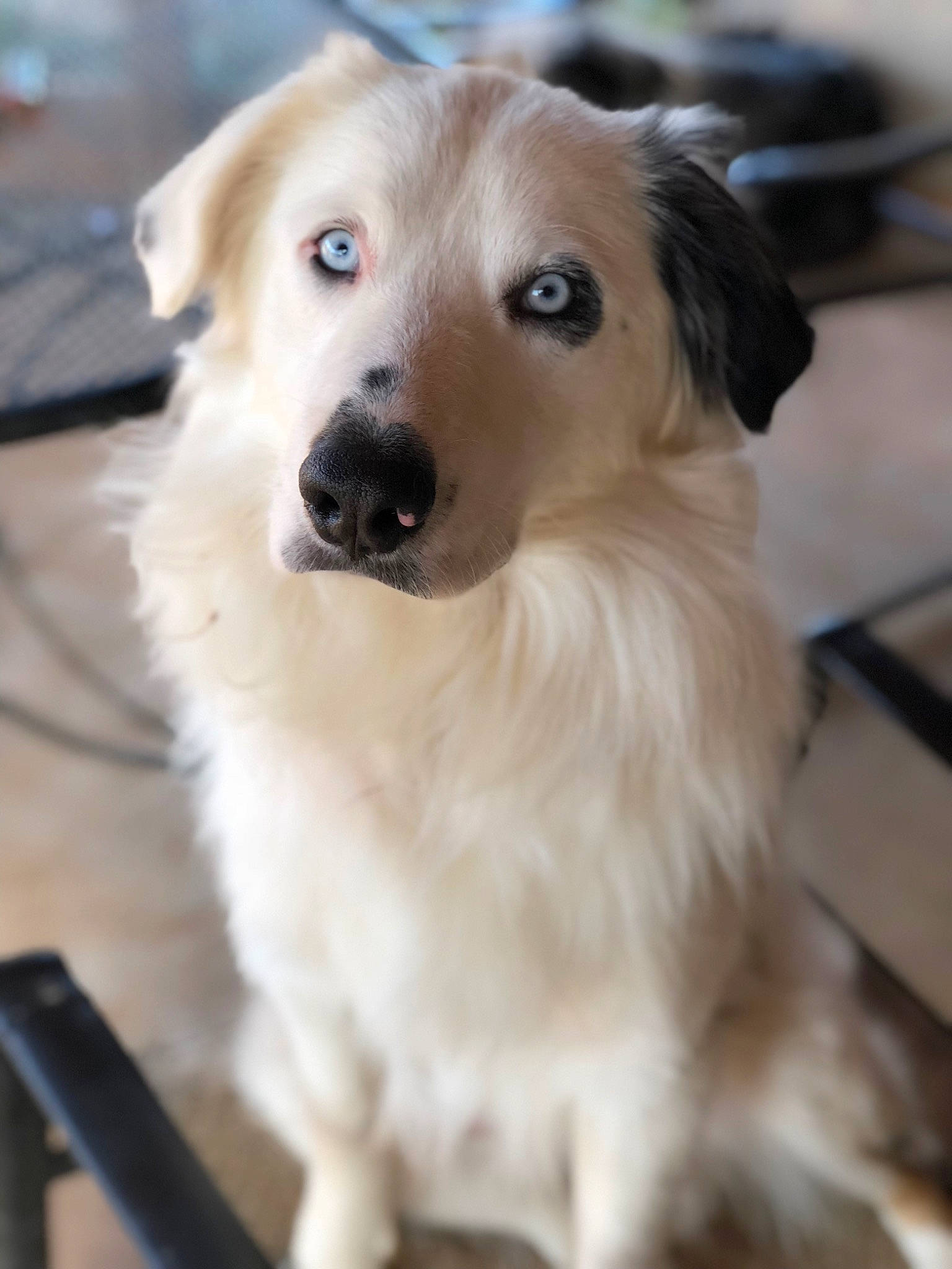 Beaux joined the competition — help win amazing prizes! canidae, carnivore, collar, companion_dog, dog, dog_breed, dog_collar, fawn, fur, sporting_group, whiskers, wood, working_animal