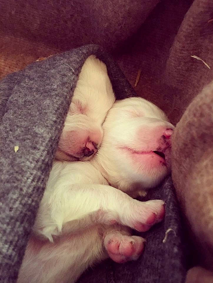 Beaux is registered to the contest to win money with this photo: carnivore, cloud, comfort, companion_dog, dog_breed, fawn, felidae, foot, fur, nail, paw, rabbits_and_hares, sky, small_to_medium_sized_cats, snout, sporting_group, tail, terrestrial_animal, thumb, whiskers