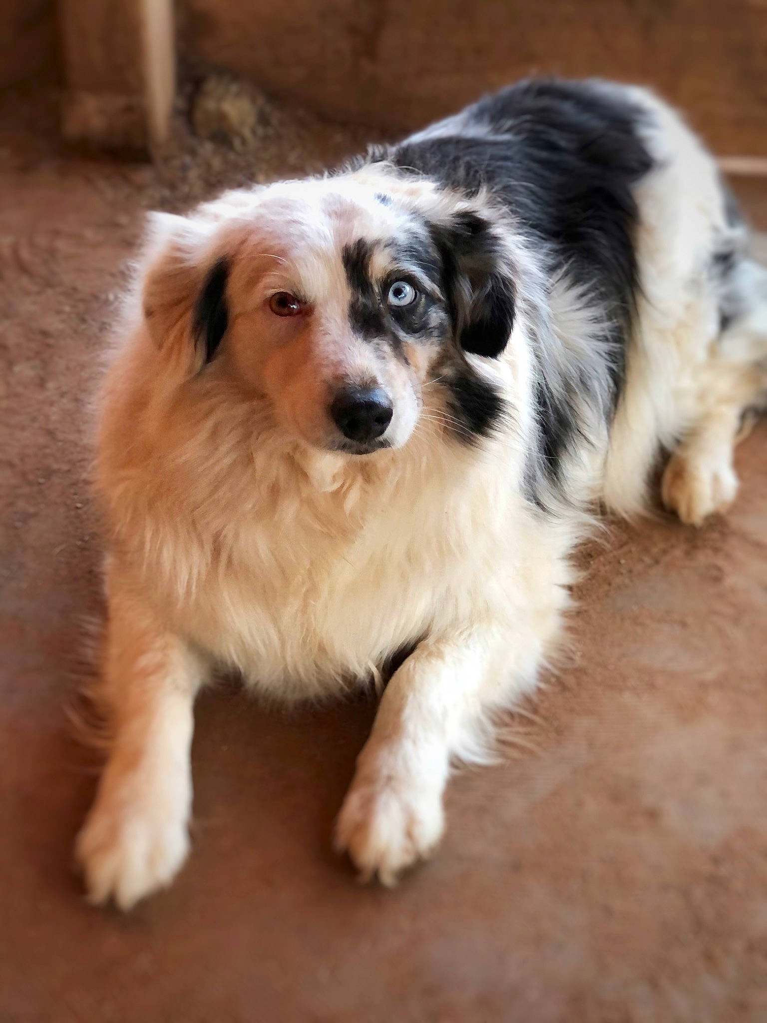 Bella joined the competition — help win amazing prizes! australian_shepherd, border_collie, carnivore, companion_dog, dog, dog_breed, fur, herding_dog, miniature_australian_shepherd, sporting_group, terrestrial_animal, whiskers, working_dog