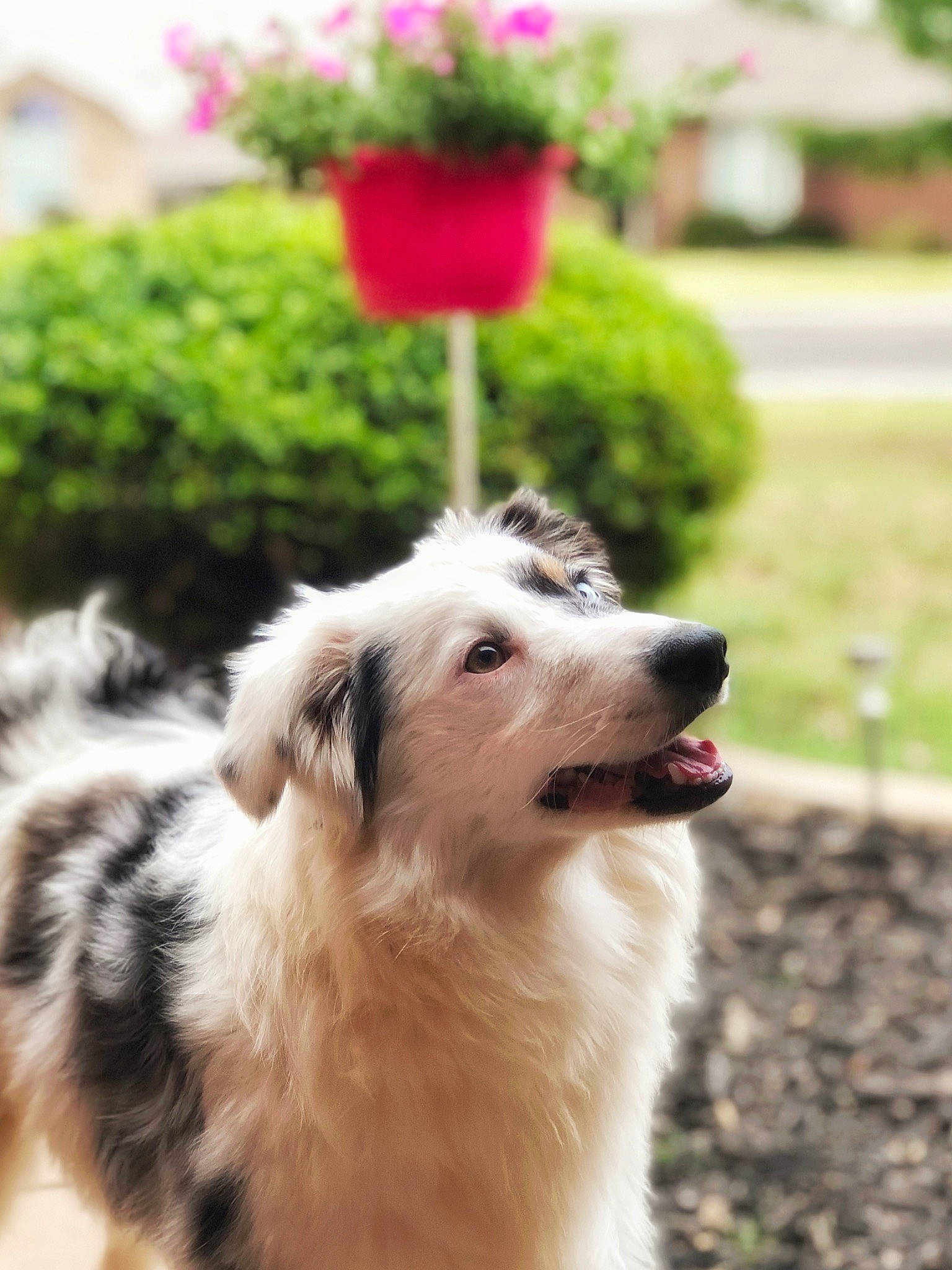 Bella joined the competition — help win amazing prizes! ancient_dog_breeds, annual_plant, canidae, carnivore, companion_dog, dog, dog_breed, flower, flowerpot, fur, garden, grass, herbaceous_plant, landscaping, petal, plant, sporting_group, working_animal, working_dog, yard