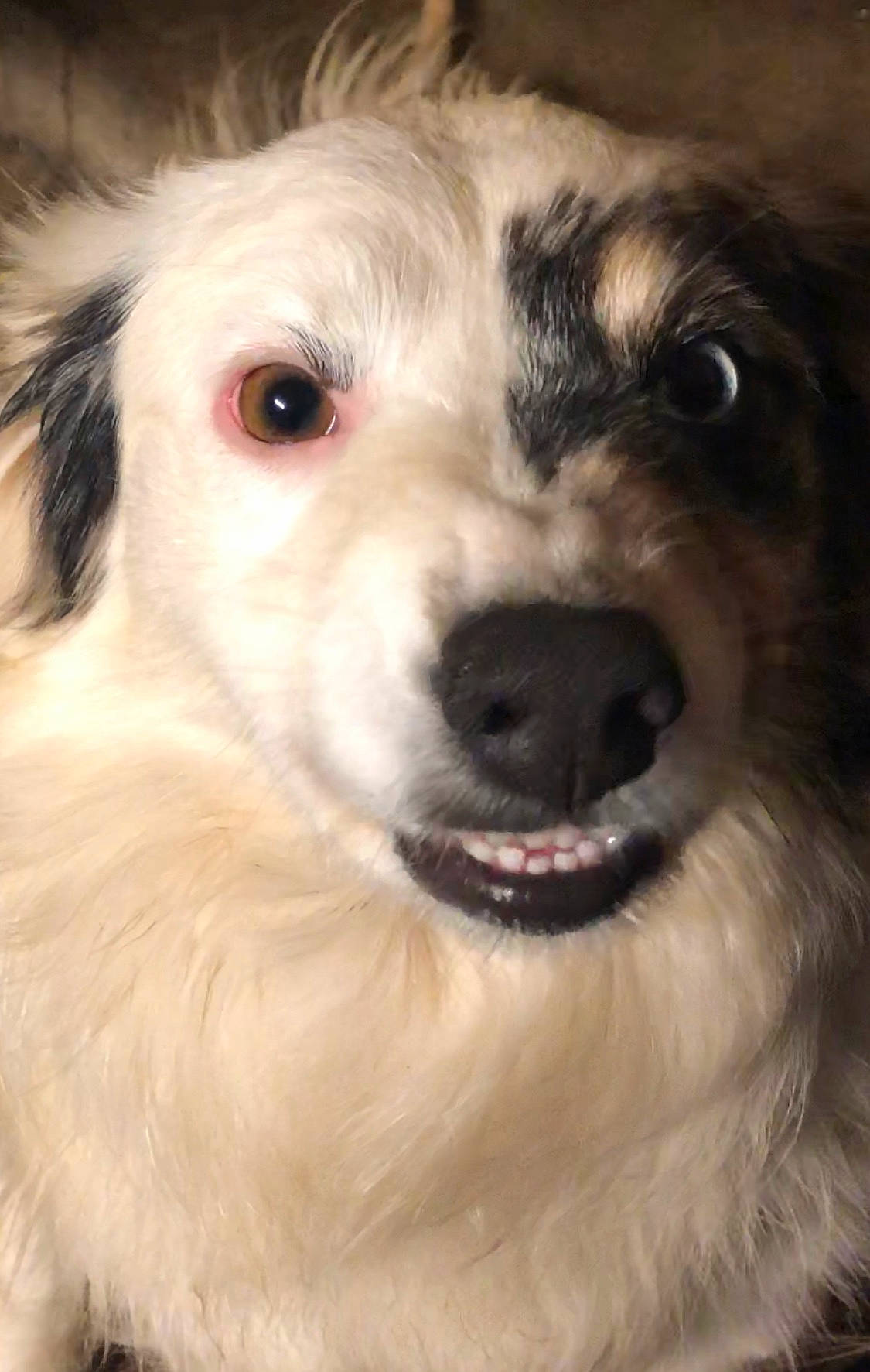 Bella is registered to the contest to win money with this photo: canidae, carnivore, companion_dog, dog, dog_breed, ear, fang, fawn, fur, maltepoo, non_sporting_group, puppy_love, small_terrier, smile, snout, sporting_group, terrier, toy_dog, whiskers, working_animal