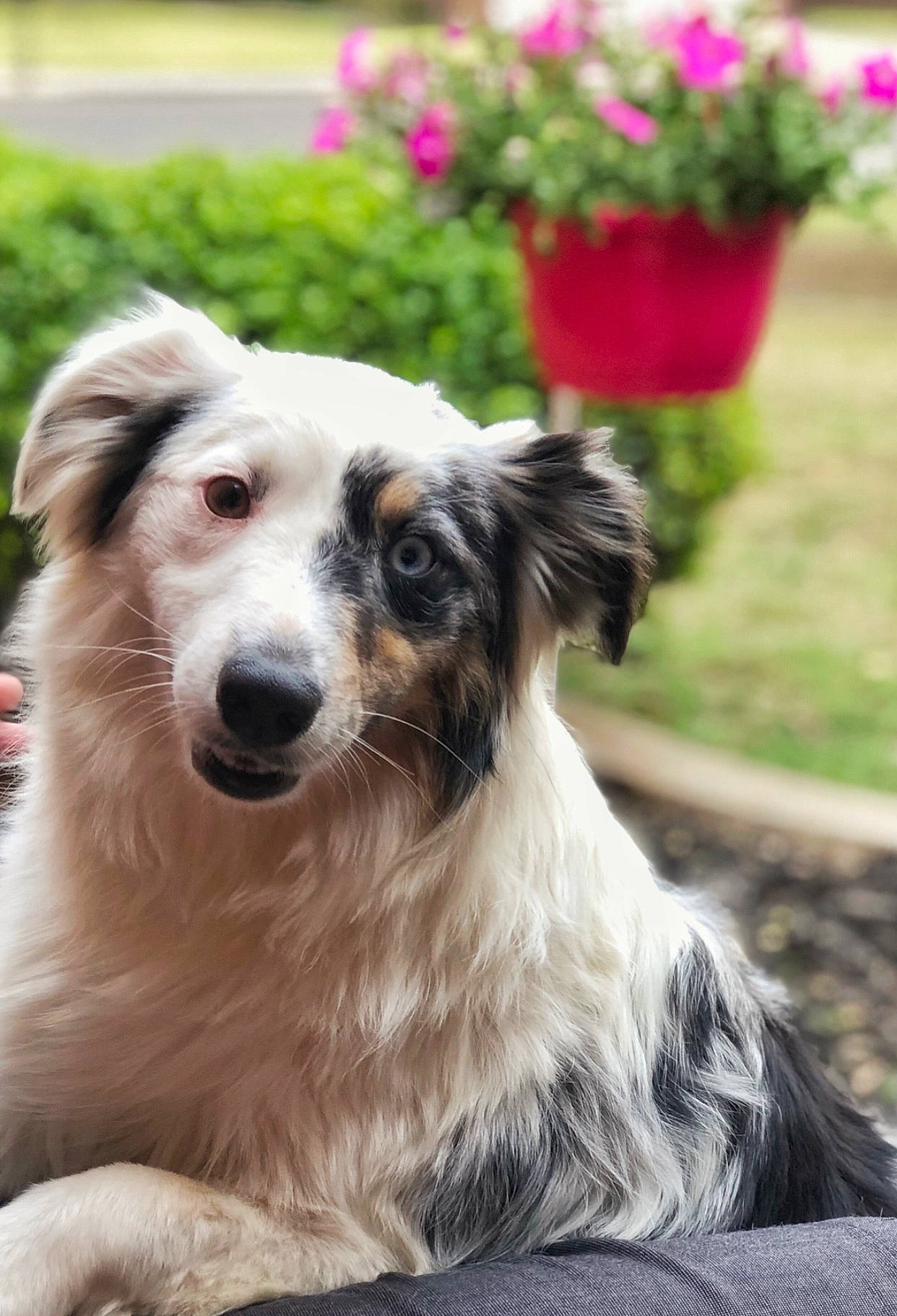 Bella joined the competition — help win amazing prizes! annual_plant, carnivore, companion_dog, dog, dog_breed, flower, flowerpot, fur, grass, herding_dog, plant, sporting_group, terrestrial_animal, whiskers, working_dog