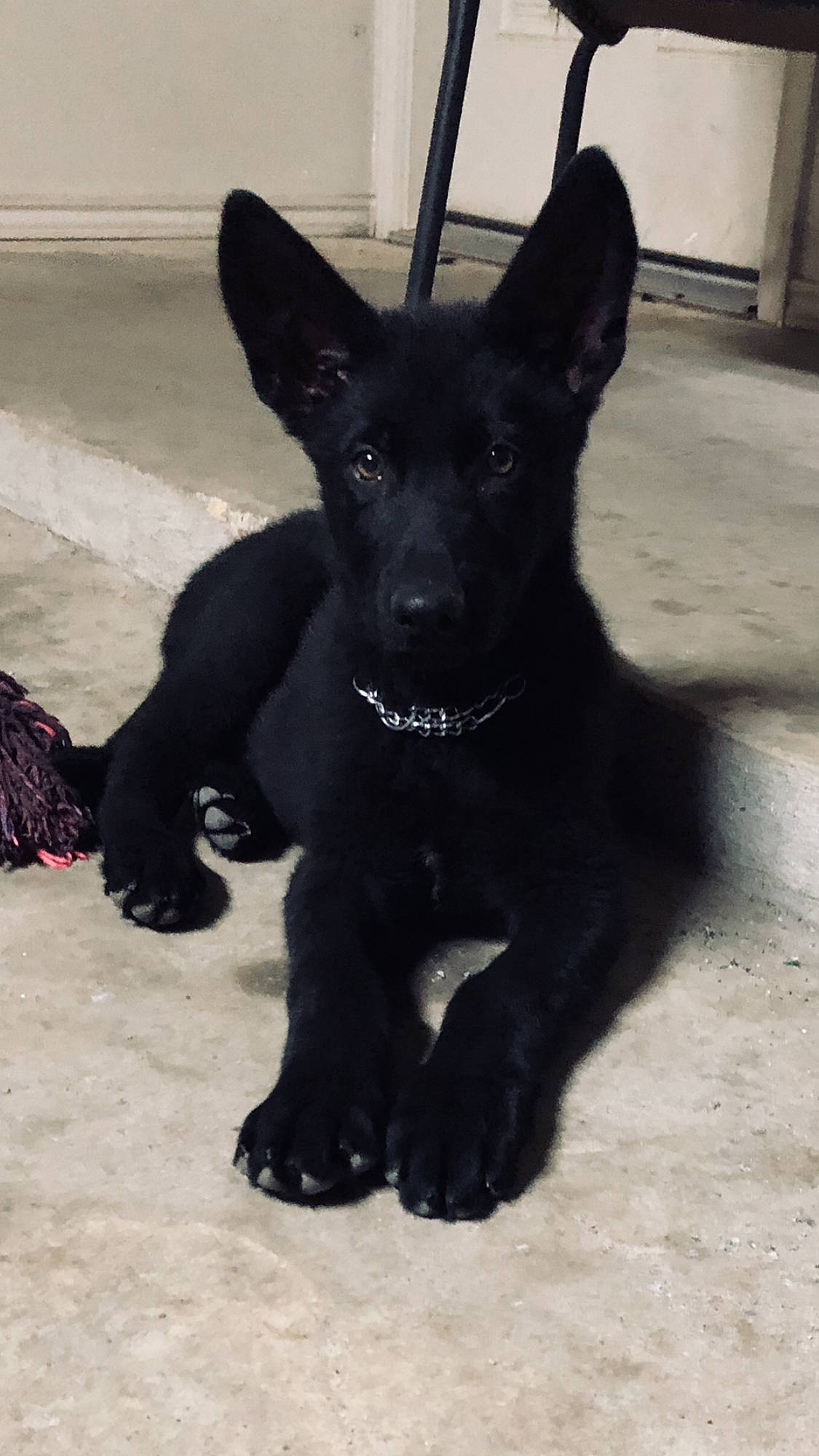 Ace joined the competition — help win amazing prizes! black_norwegian_elkhound, borador, canidae, carnivore, companion_dog, dog, dog_breed, dog_collar, fur, guard_dog, non_sporting_group, snout, sporting_group, tail, terrestrial_animal, whiskers, working_animal, working_dog