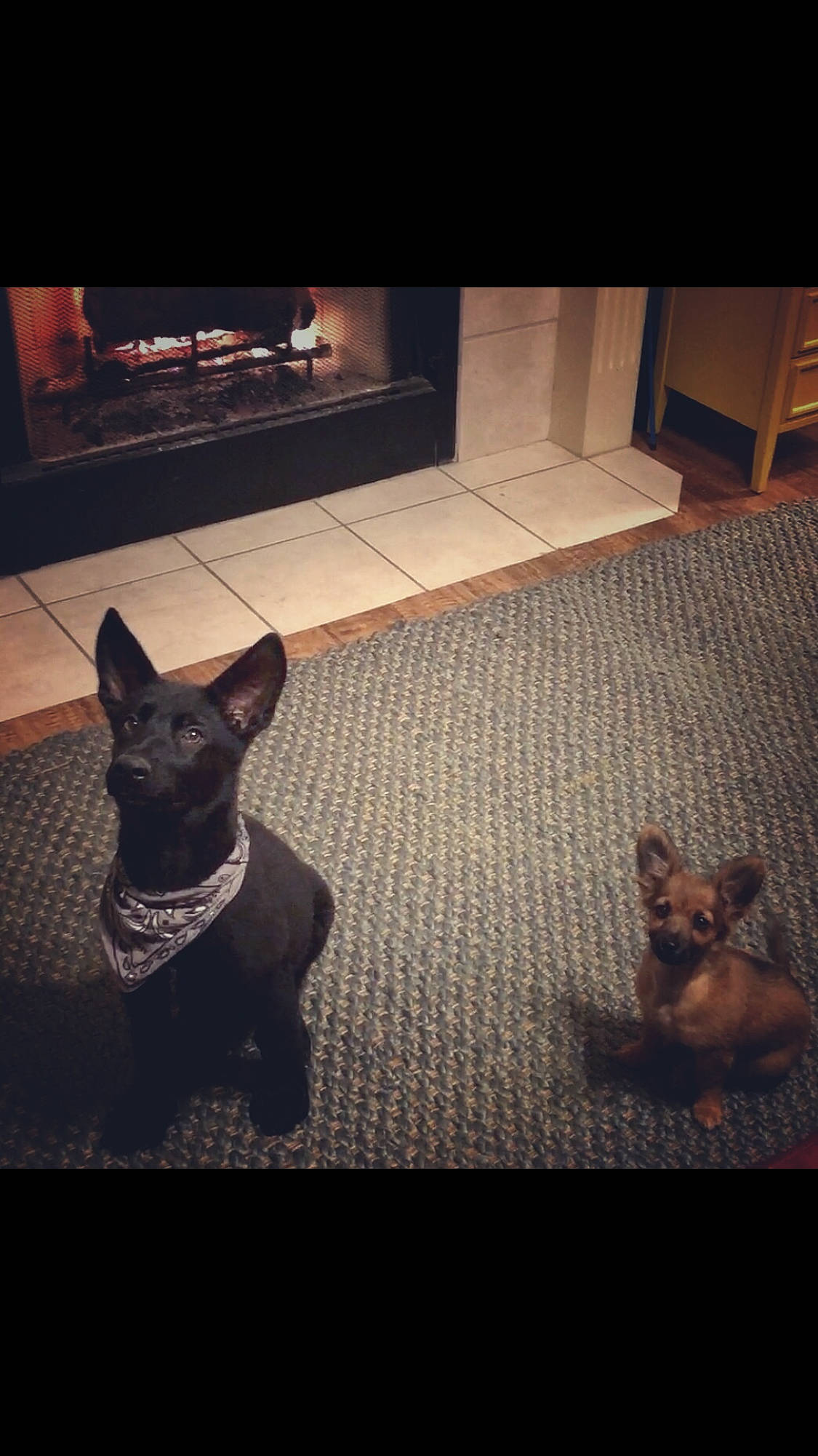 Ace joined the competition — help win amazing prizes! black, brown, carnivore, companion_dog, dog, dog_breed, fawn, floor, flooring, hardwood, heat, light, line, mammal, snout, sporting_group, tail, tints_and_shades, vertebrate, wood