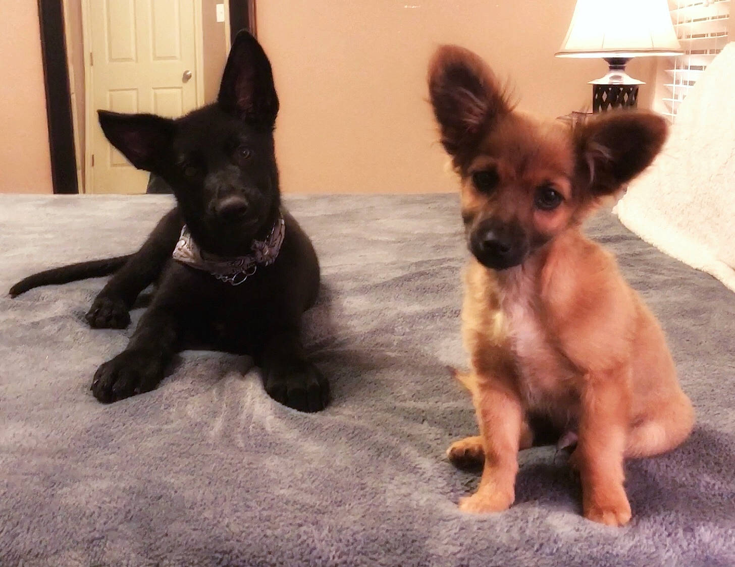 Ace is registered to the contest to win money with this photo: canidae, carnivore, chihuahua, companion_dog, corgi_chihuahua, curtain, dog, dog_breed, dog_supply, door, fawn, fur, liver, puppy, snout, sporting_group, terrestrial_animal, toy_dog, whiskers, working_animal