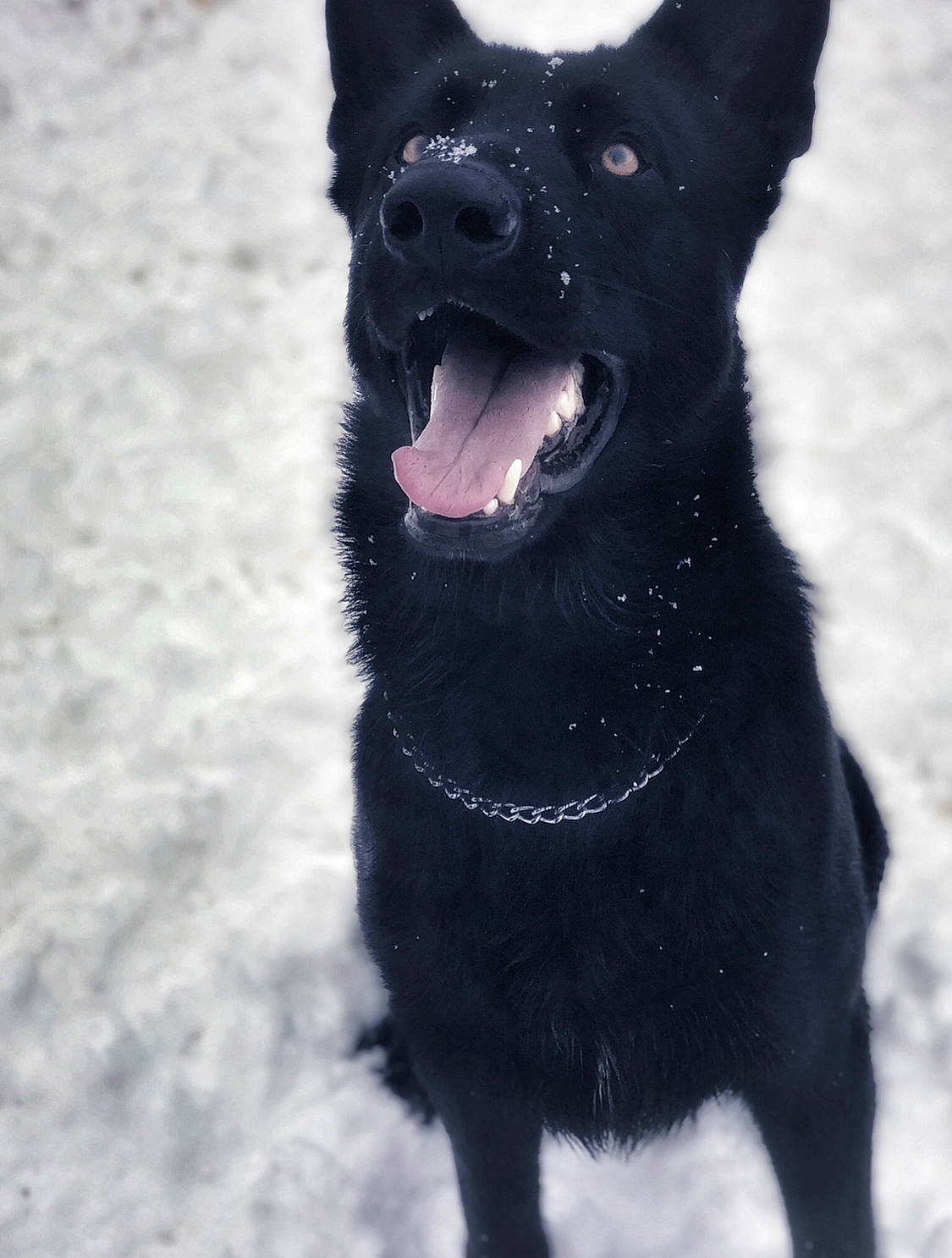 Ace joined the competition — help win amazing prizes! canidae, carnivore, collar, companion_dog, dog, dog_breed, dog_collar, dog_supply, electric_blue, freezing, fur, snout, snow, sporting_group, tail, terrestrial_animal, whiskers, winter, working_animal, working_dog