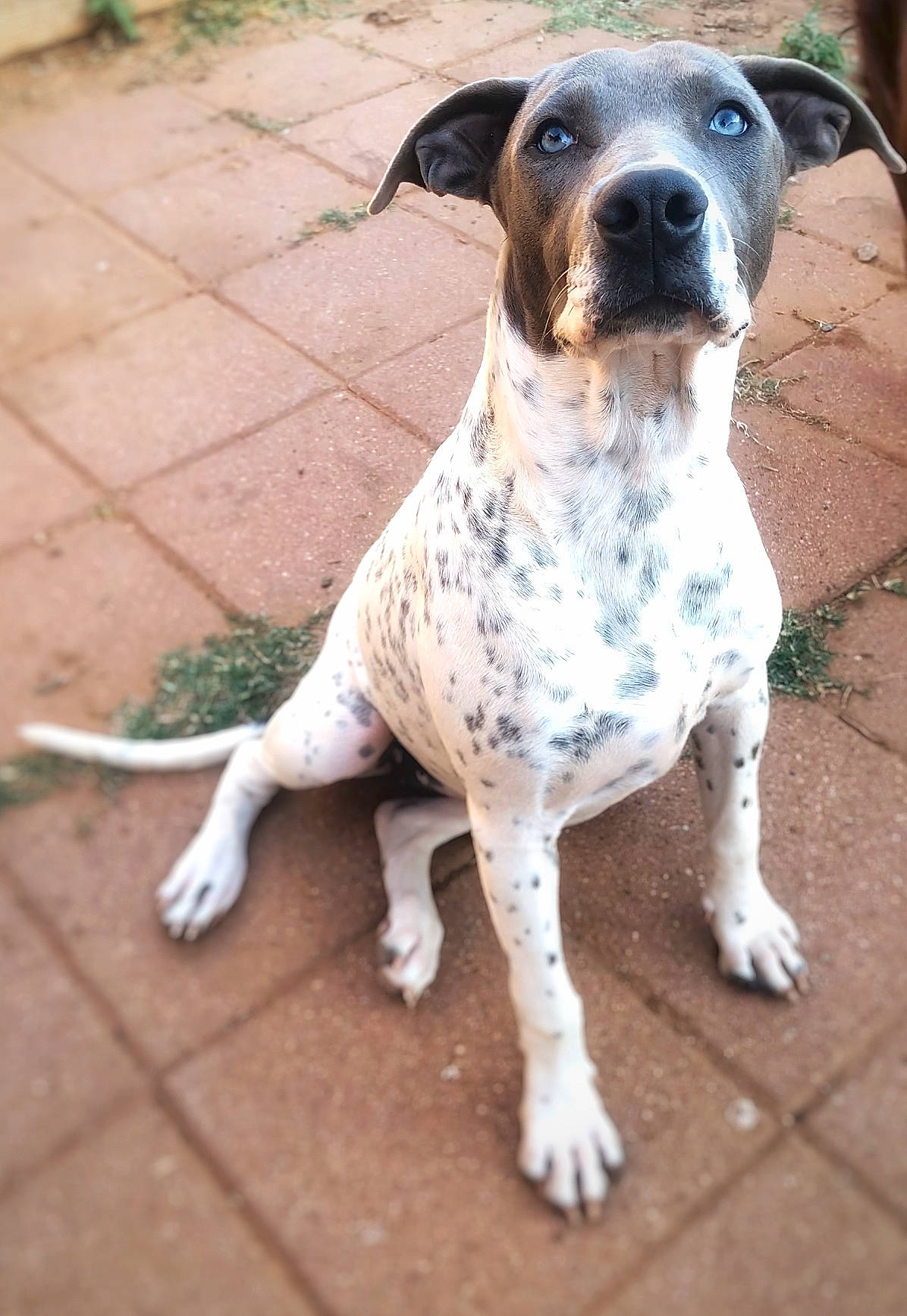 Charlotte is registered to the contest to win money with this photo: canidae, carnivore, collar, companion_dog, dog, dog_breed, dog_collar, dog_supply, fawn, flooring, gun_dog, metal, paw, pet_supply, road_surface, sporting_group, terrestrial_animal, whiskers, working_animal, working_dog