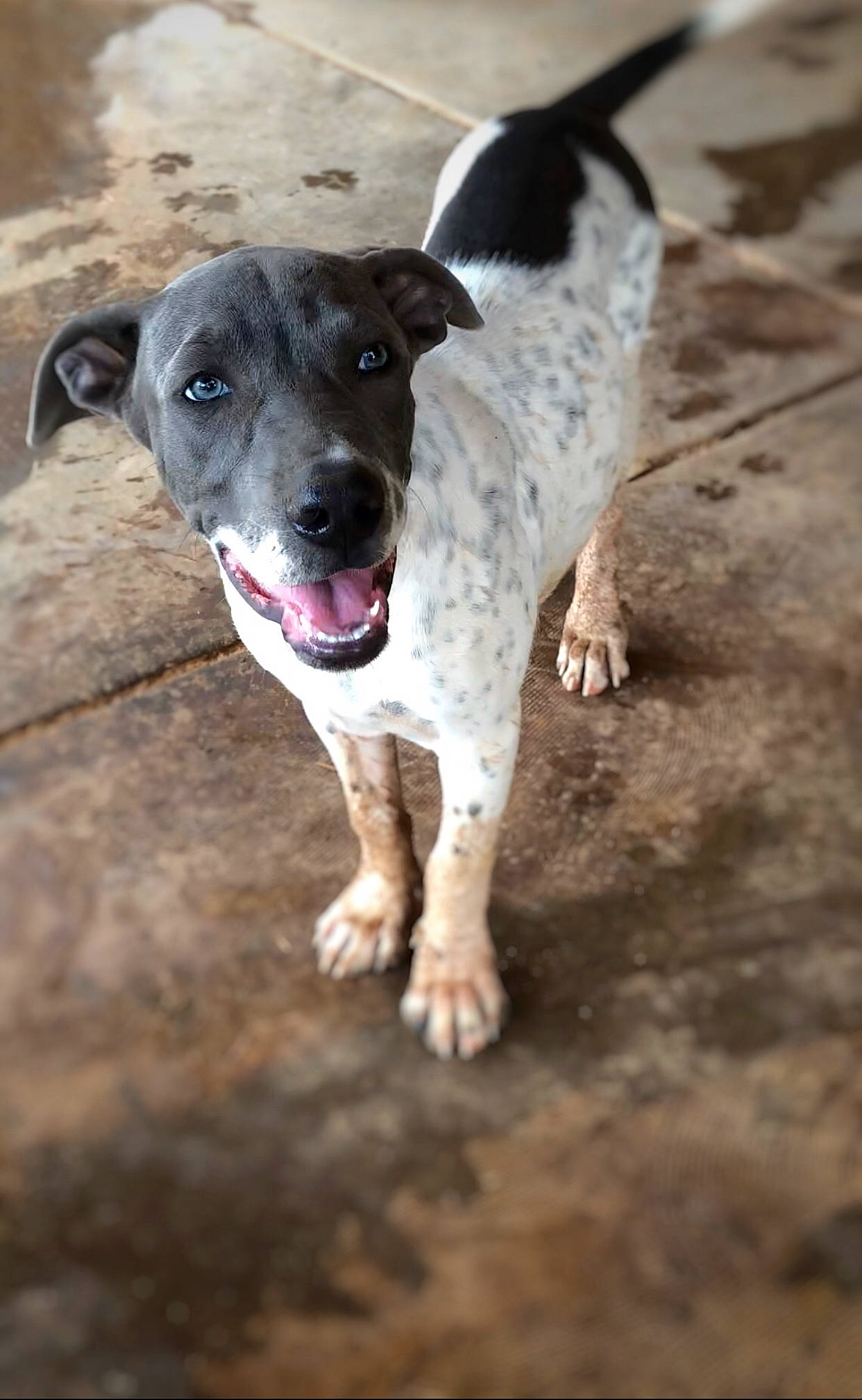 Charlotte is registered to the contest to win money with this photo: canidae, carnivore, collar, companion_dog, dog, dog_breed, dog_collar, non_sporting_group, paw, sporting_group, street_dog, whiskers, working_animal, working_dog