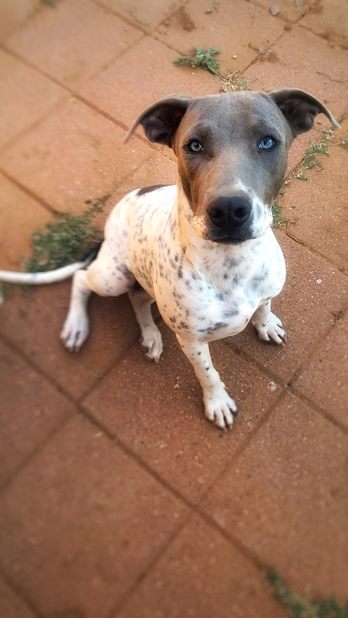 Charlotte is registered to the contest to win money with this photo: art, canidae, carnivore, collar, companion_dog, dog, dog_breed, fawn, flooring, non_sporting_group, paw, road_surface, snout, sporting_group, street_dog, terrestrial_animal, whiskers, wood, working_animal, working_dog