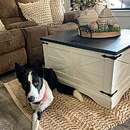 Pepper is registered to the contest to win money with this photo: dog, black_and_white, collar, rug, coffee_table, living_room, couch, pillows, wood_floor, window, decor, plant, relaxing, pet, indoor, furniture, home, cozy, animal, companion