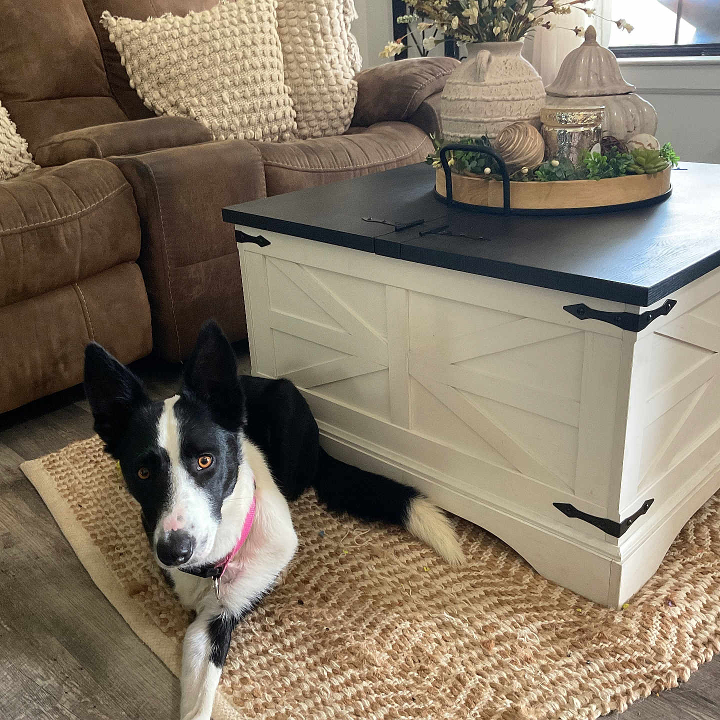 Pepper is registered to the contest to win money with this photo: animal, black_and_white, coffee_table, collar, companion, couch, cozy, decor, dog, furniture, home, indoor, living_room, pet, pillows, plant, relaxing, rug, window, wood_floor