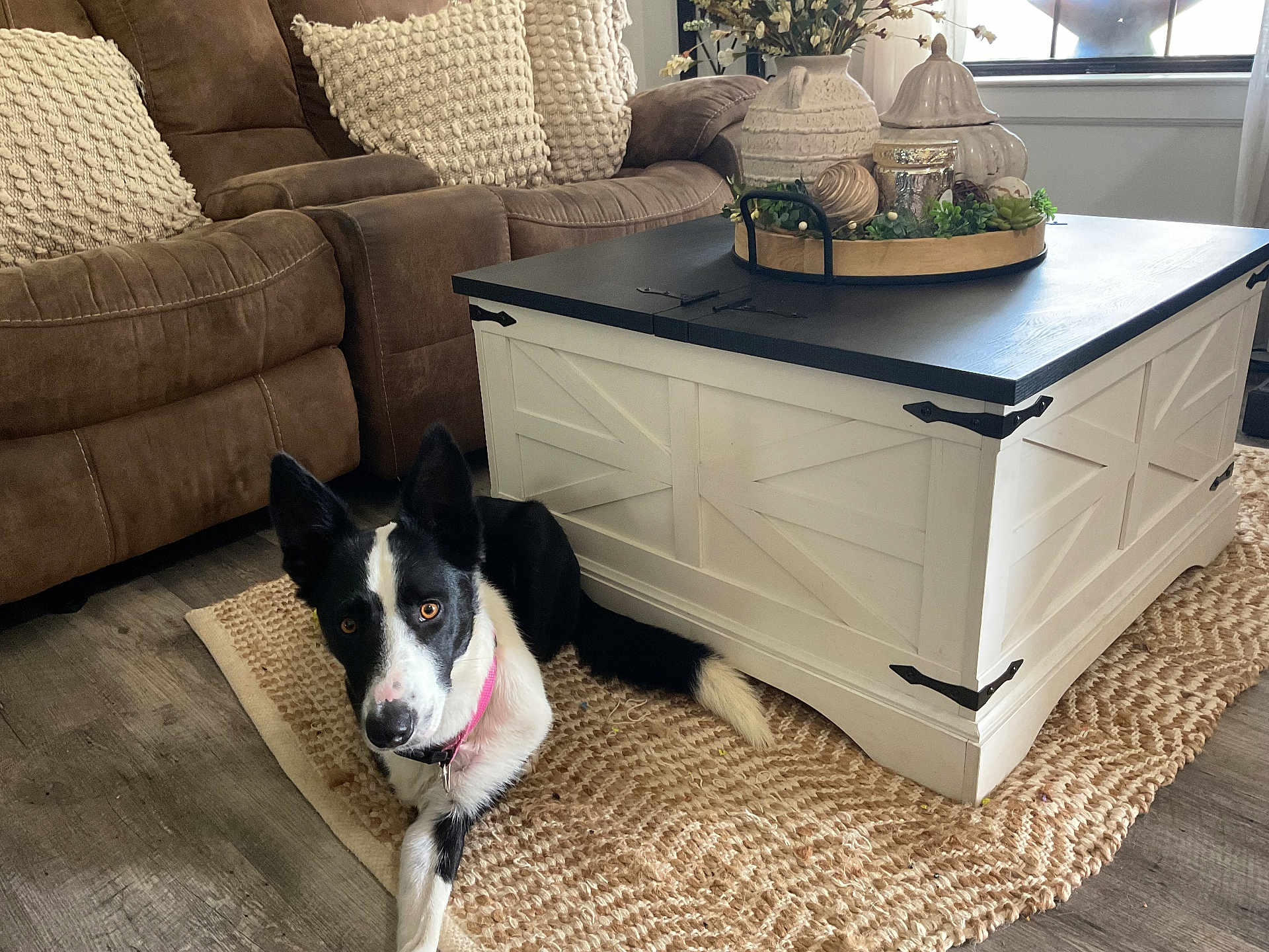 Pepper is registered to the contest to win money with this photo: dog, black_and_white, collar, rug, coffee_table, living_room, couch, pillows, wood_floor, window, decor, plant, relaxing, pet, indoor, furniture, home, cozy, animal, companion