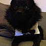 Ghost participe au concours pour gagner de l'argent avec cette photo :