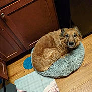 Miah joined the competition — help win amazing prizes! dog, pet, brown_dog, dog_bed, round_bed, hardwood_floor, kitchen, wooden_cabinet, refrigerator, floor_mat, rug, cozy, looking_up, big_eyes, indoor, home, curled_up, fluffy_bed, portrait, relaxed