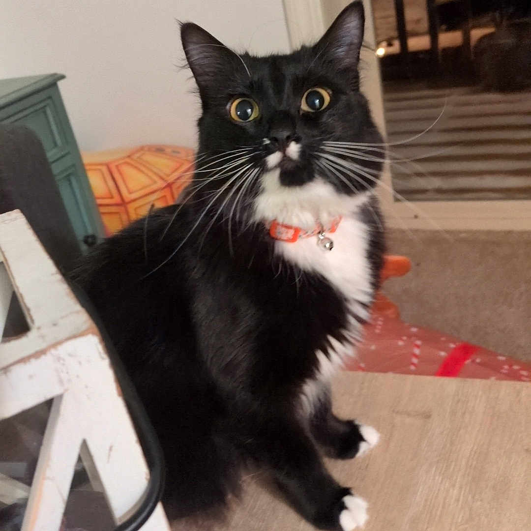 Arcee joined the competition — help win amazing prizes! alert, bell, black_and_white, cat, collar, cozy_home, curiosity, domestic_animal, furniture, indoor, night, paws, pet, portrait, table, tuxedo_cat, whiskers, wide_eyes, window, wooden_floor