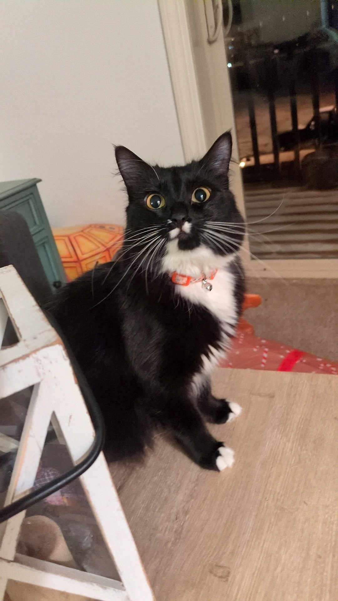 Arcee joined the competition — help win amazing prizes! cat, tuxedo_cat, whiskers, collar, bell, wide_eyes, indoor, furniture, table, wooden_floor, window, night, alert, pet, black_and_white, paws, portrait, domestic_animal, curiosity, cozy_home