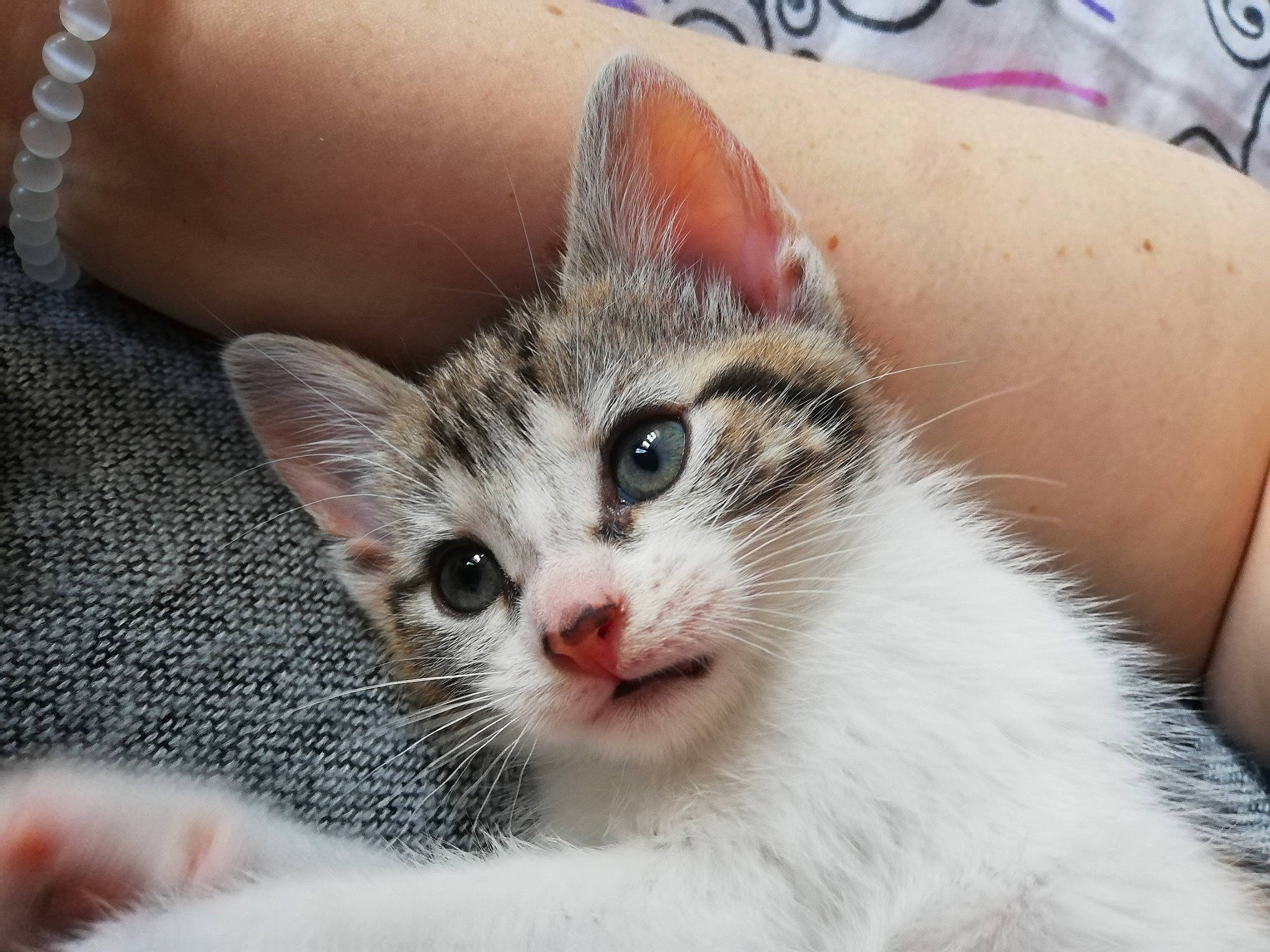 Zinnia a rejoint le concours — aidez-le/la à gagner de superbes lots ! aegean_cat, american_shorthair, american_wirehair, asian, carnivore, cat, domestic_short_haired_cat, ear, european_shorthair, eye, felidae, kitten, mammal, munchkin, ojos_azules, polydactyl_cat, singapura, small_to_medium_sized_cats, tabby_cat, whiskers