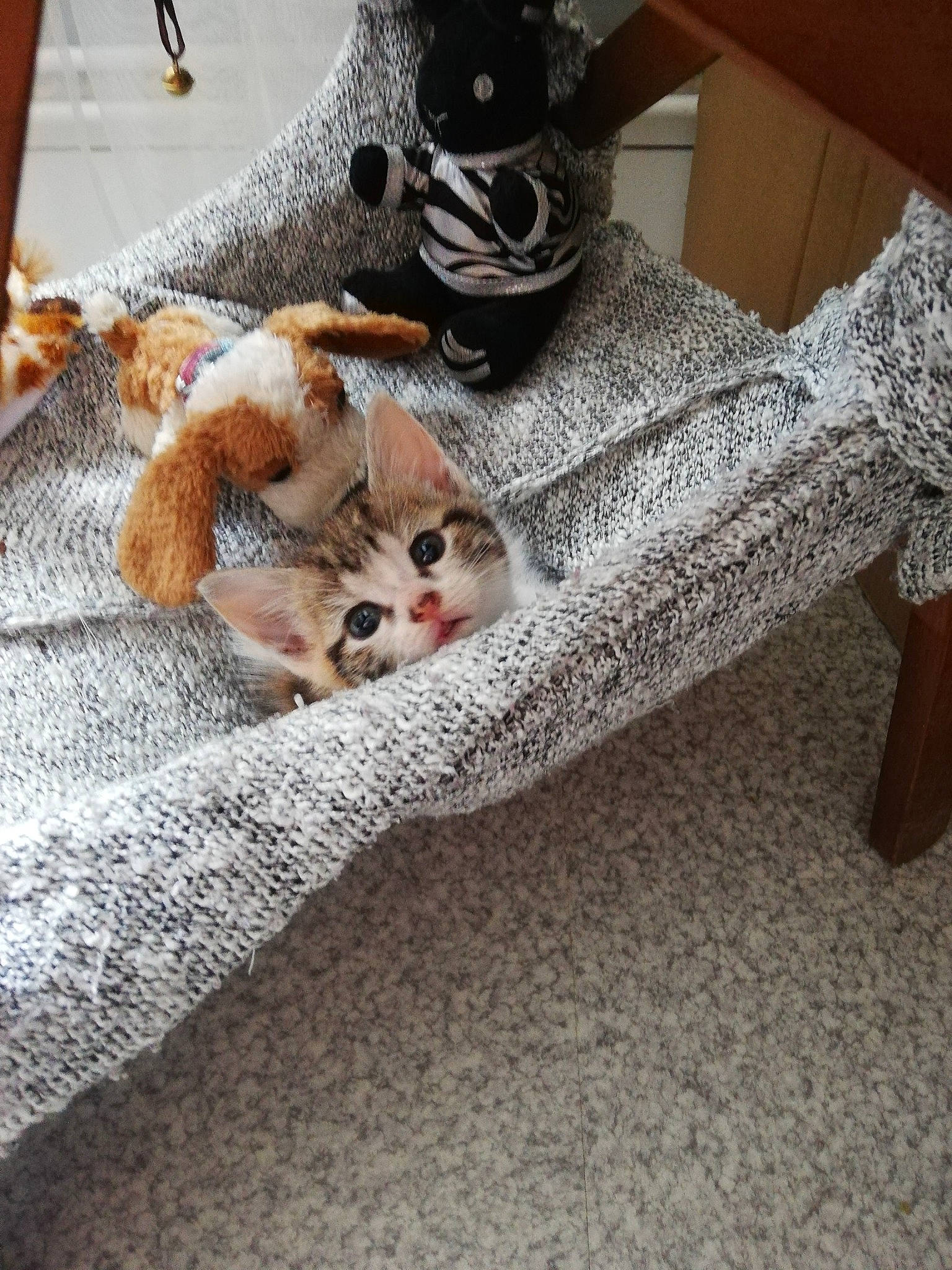 Zinnia a rejoint le concours — aidez-le/la à gagner de superbes lots ! american_shorthair, carnivore, cat, domestic_short_haired_cat, ear, european_shorthair, fawn, felidae, flooring, fur, kitten, paw, small_to_medium_sized_cats, tabby_cat, tail, whiskers