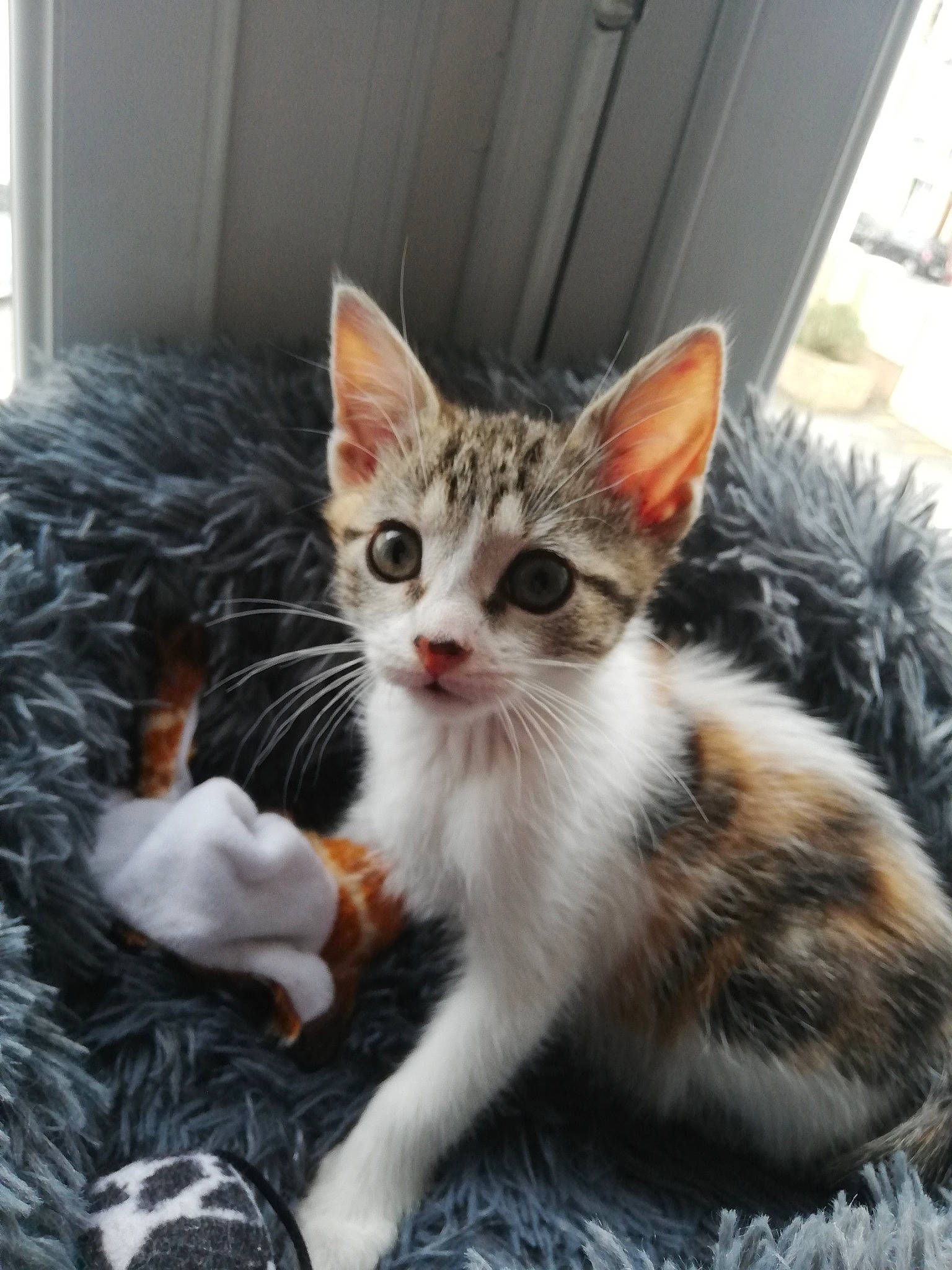 Zinnia a rejoint le concours — aidez-le/la à gagner de superbes lots ! aegean_cat, american_shorthair, american_wirehair, asian, carnivore, cat, domestic_short_haired_cat, dragon_li, european_shorthair, felidae, fur, kitten, mammal, small_to_medium_sized_cats, tabby_cat, vertebrate, whiskers